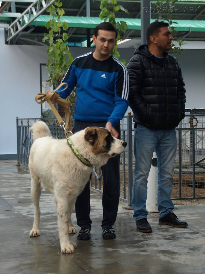 a9.jpg