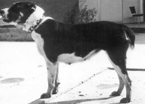 dcéra Ala -Poč¾vona.jpg