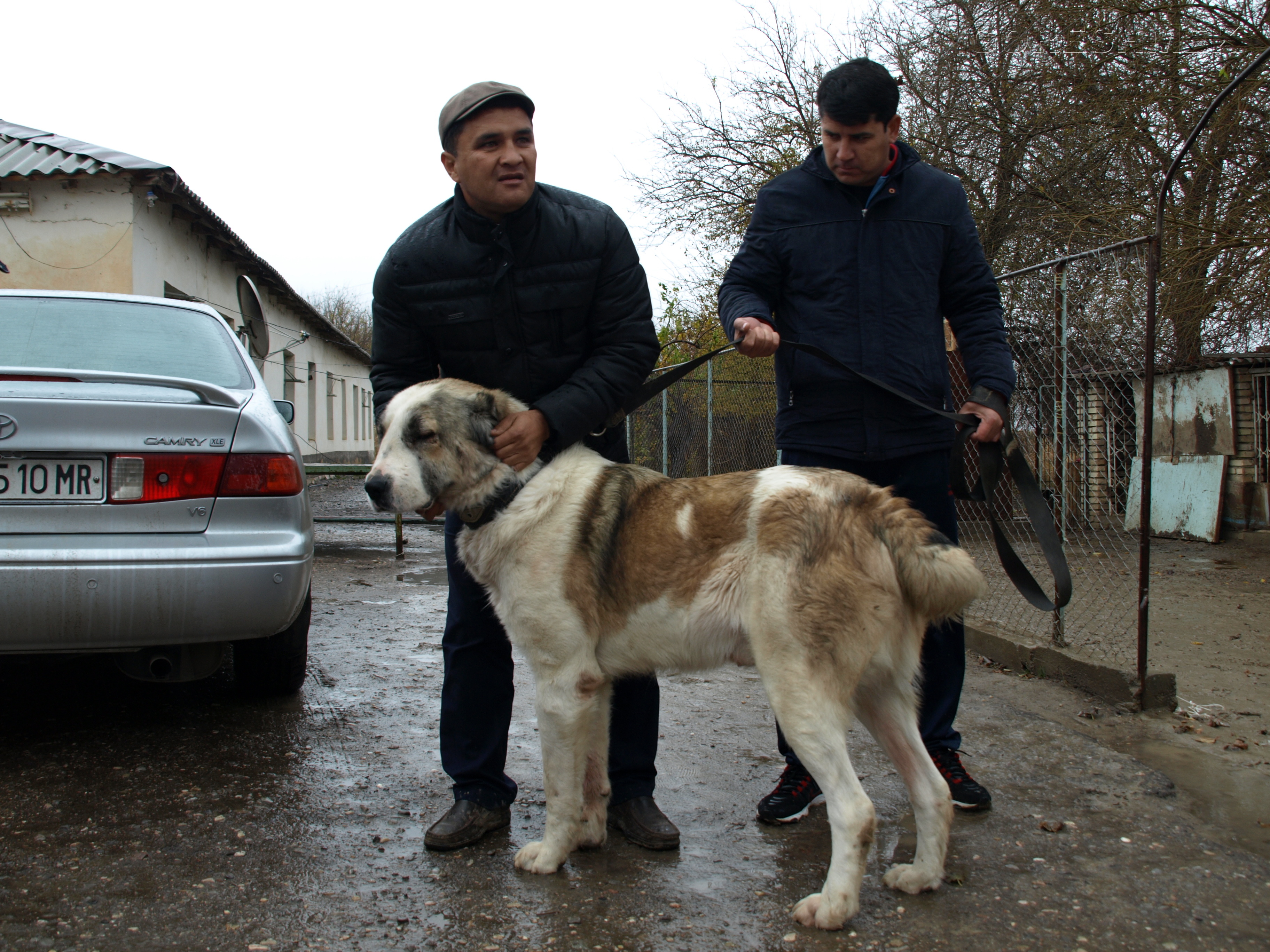 Berkut 3 roky - (Gaplan Mary +dcéra Chana) majitel Begenč..JPG