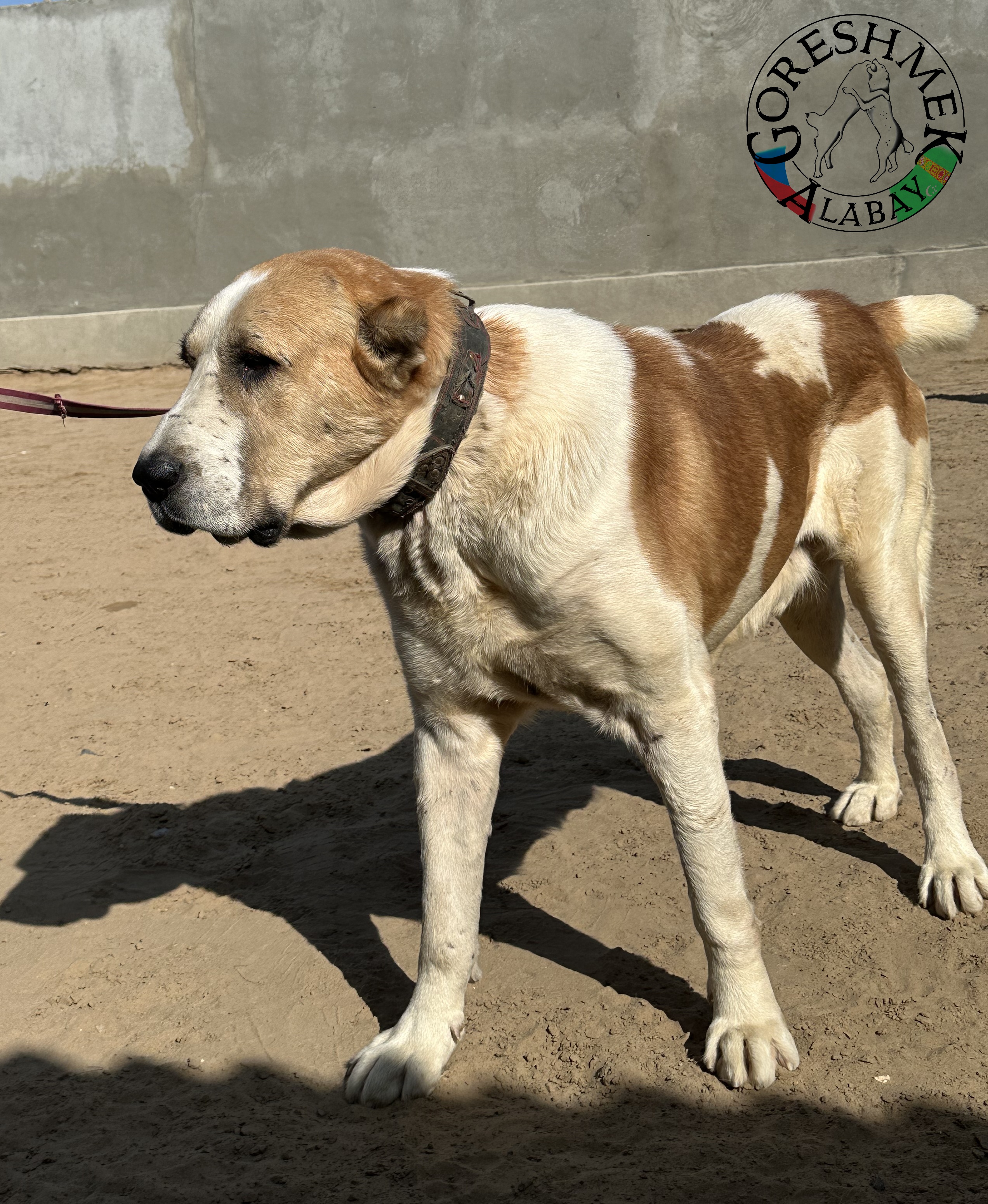 Basar 5r. Gajrat šampion Mary 2022 Abdulbas Zia-Ašchabat (3).jpeg