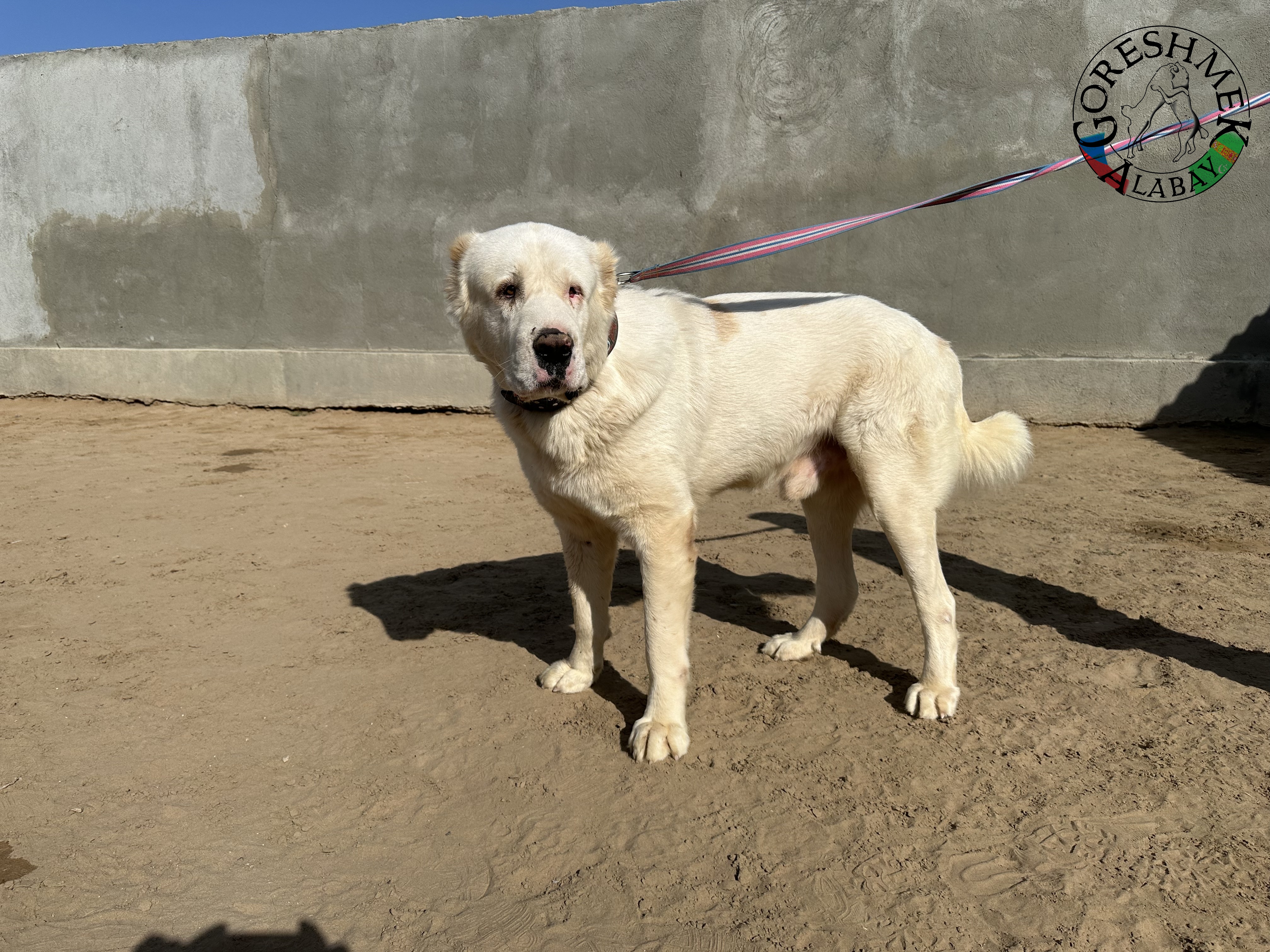 Dahli Sajchalli x Jumak Abdulbas+Zia Ašchabat.jpeg