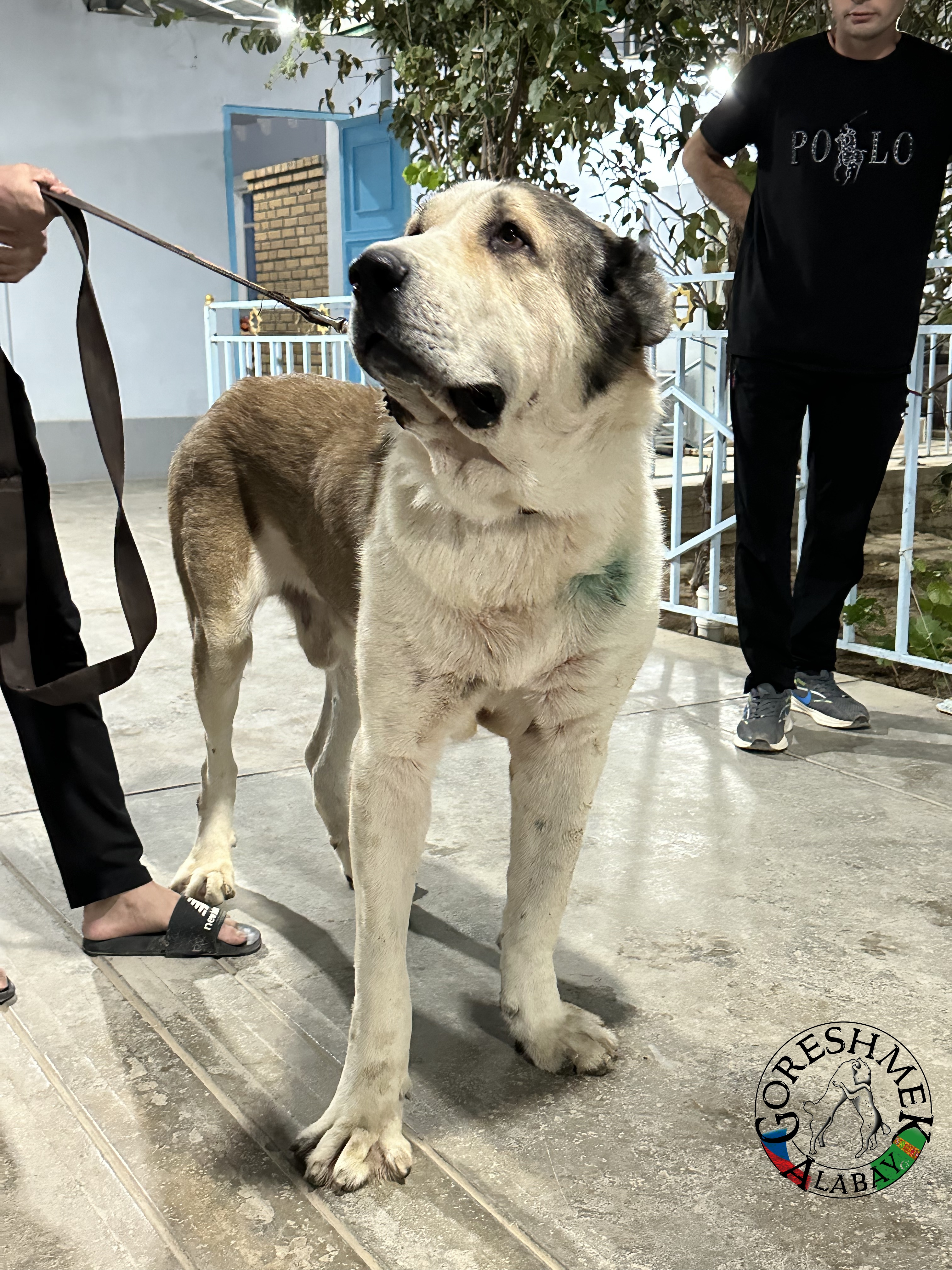 Gokča 5r. Akguš x Aždar Sejinč-Ašchabat (2).jpeg