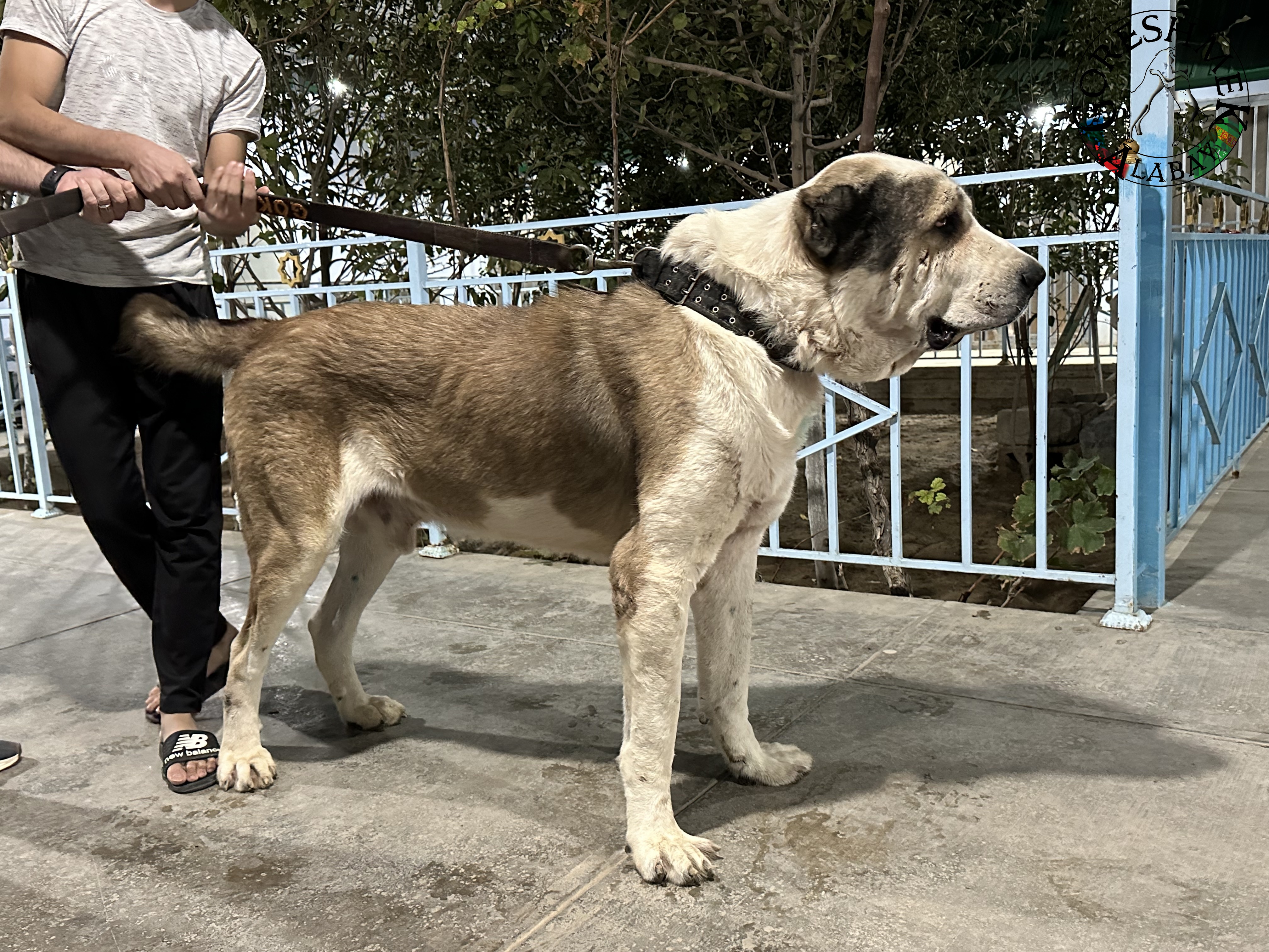 Gokča 5r. Akguš x Aždar Sejinč-Ašchabat.jpeg