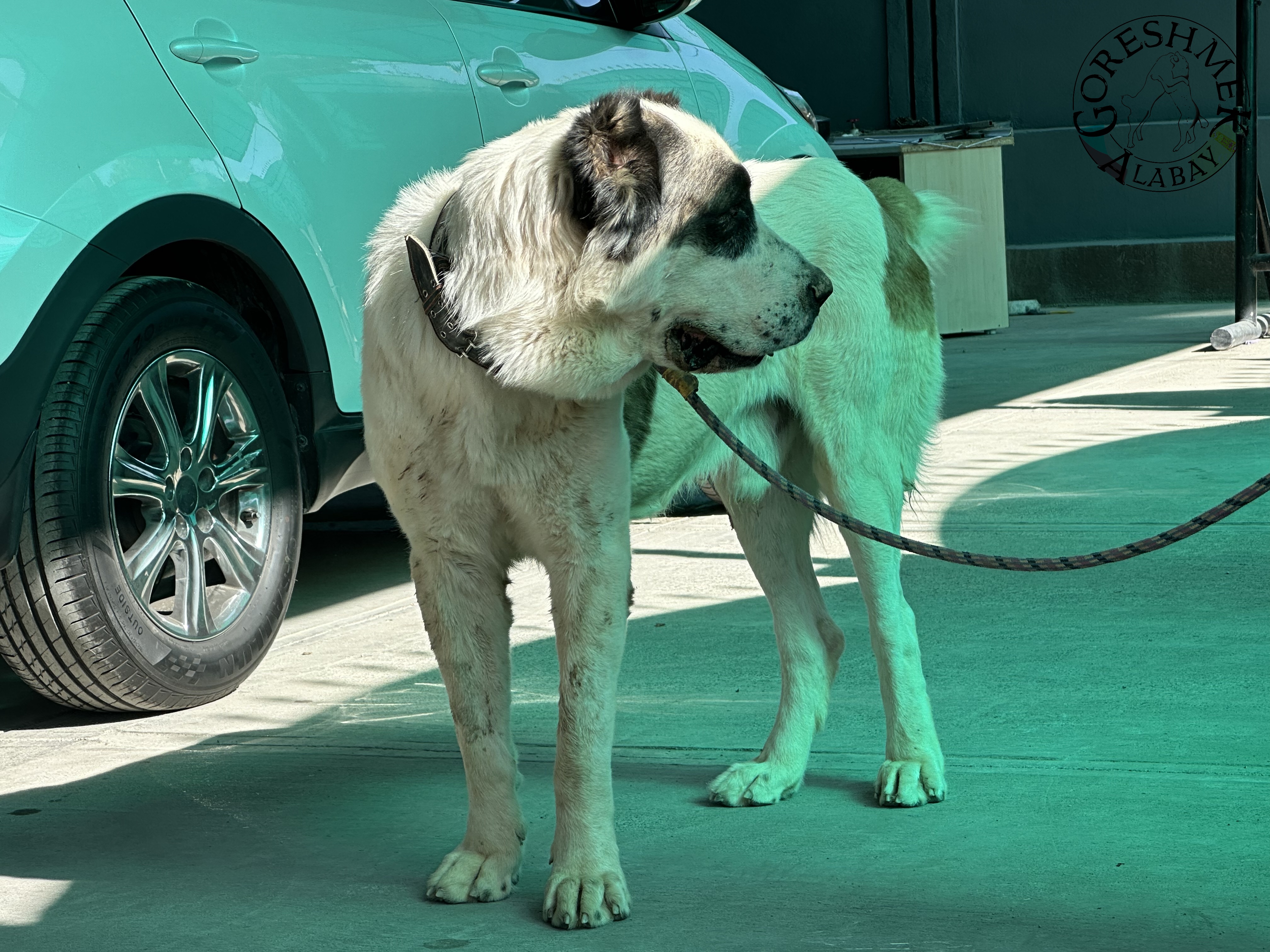 Karagoz 21m. Čakan(šampion 2019) x Gojunči(dcera Ala) Osman-Ašchabat (2).jpeg