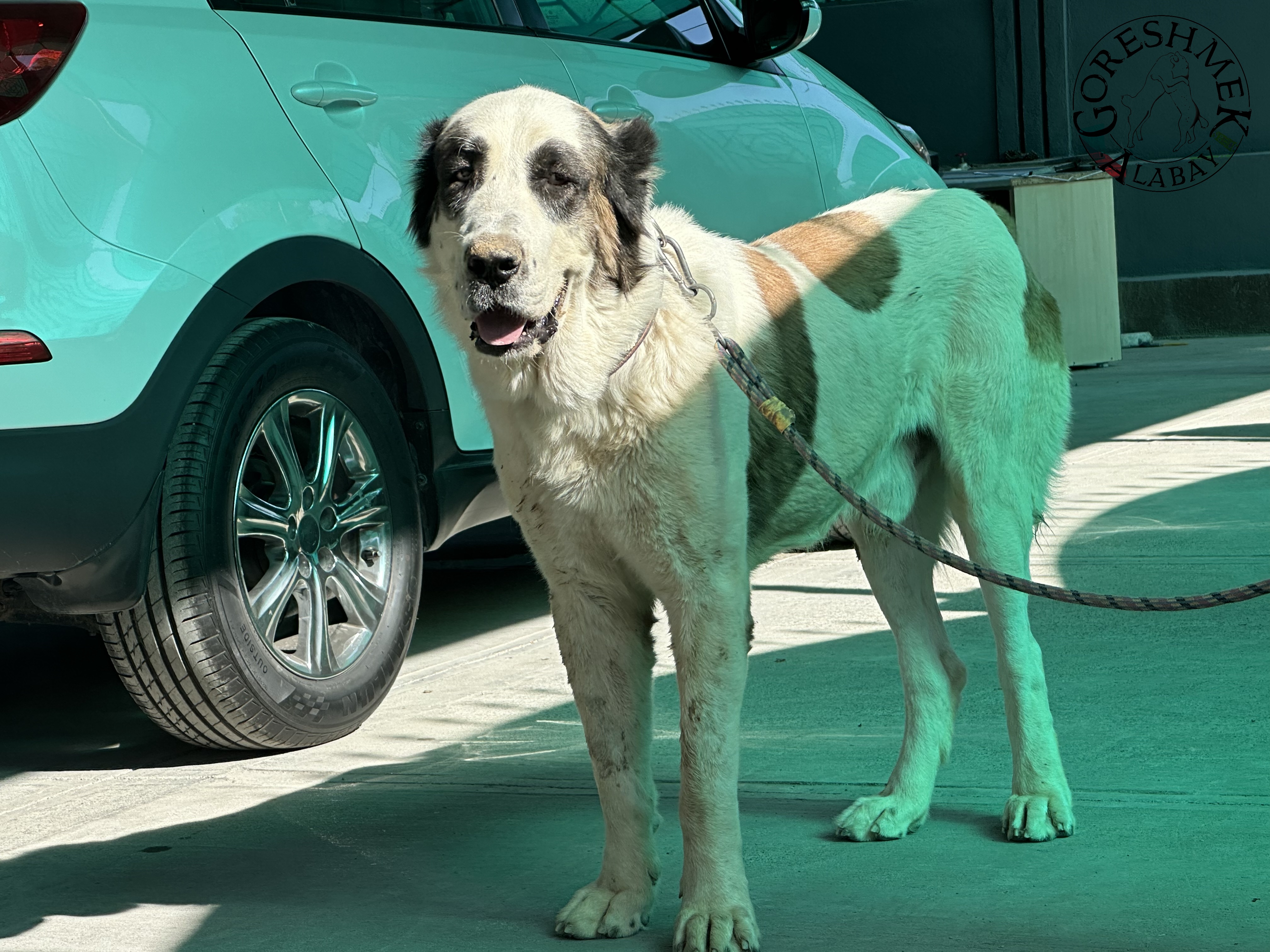 Karagoz 21m. Čakan(šampion 2019) x Gojunči(dcera Ala) Osman-Ašchabat.jpeg