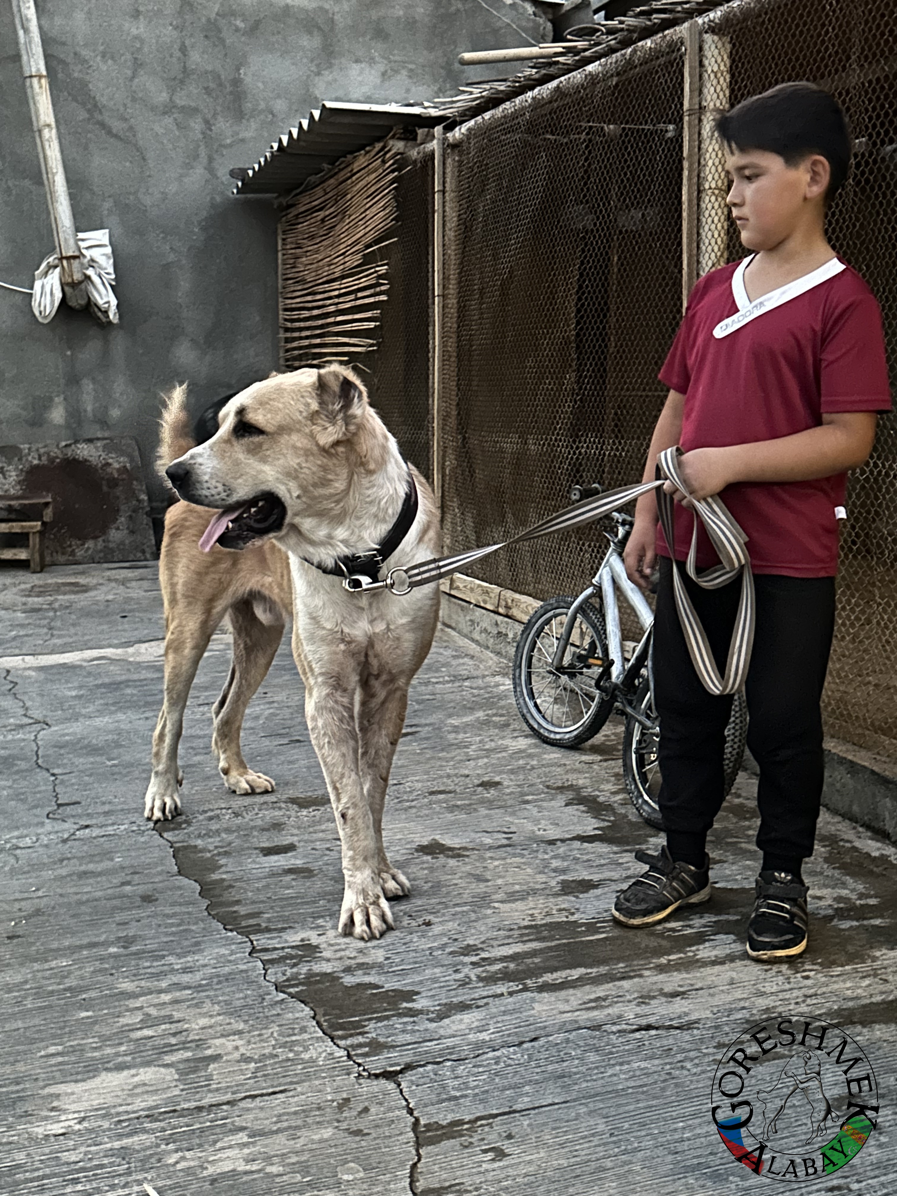 Ryžij Jݶlbars 2r.(Jyldyz x Maisa(Srtlan) Milisgemi-Ašchabat (2).jpeg