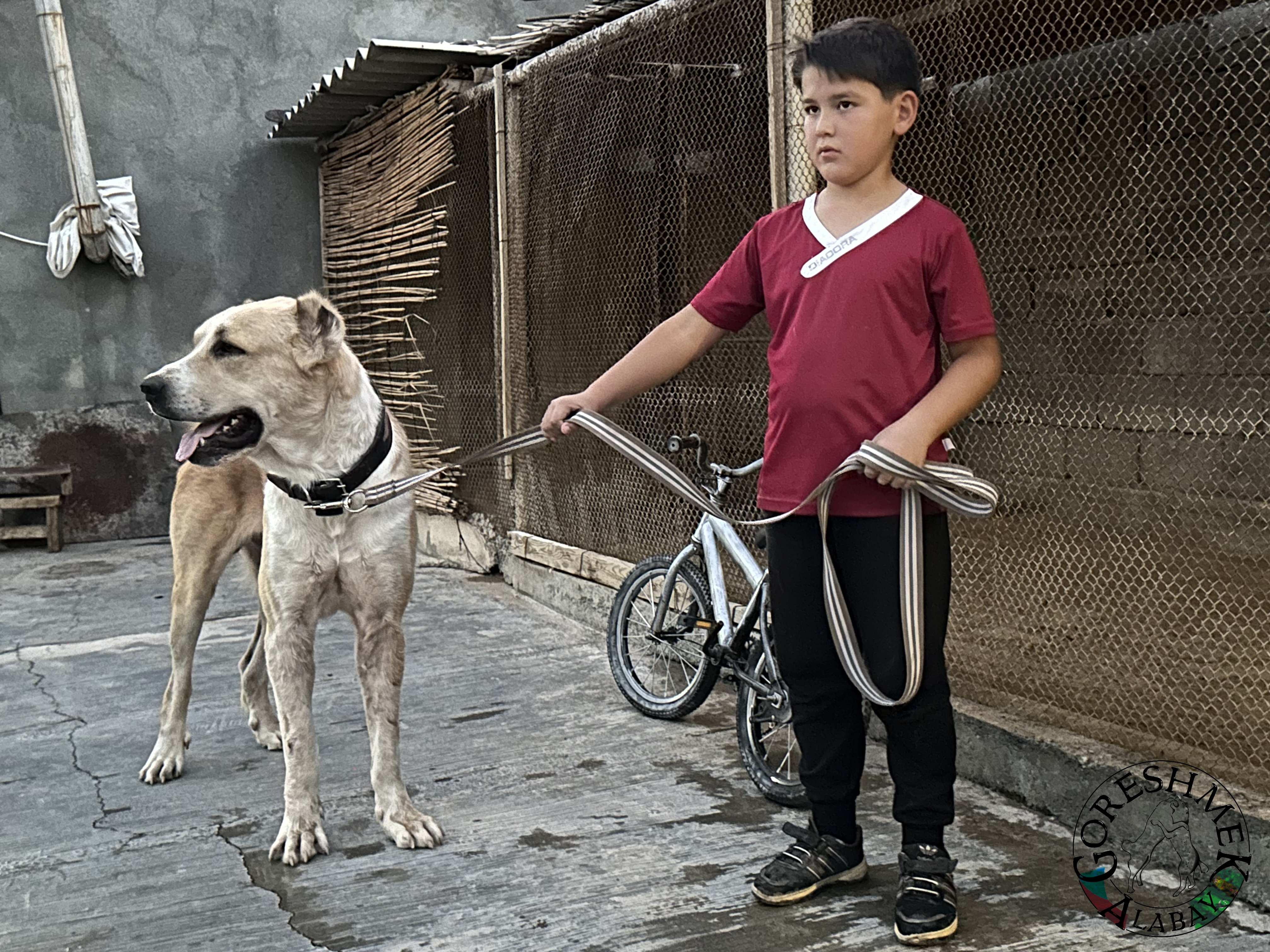 Ryžij Jݶlbars 2r.(Jyldyz x Maisa(Srtlan) Milisgemi-Ašchabat.jpeg