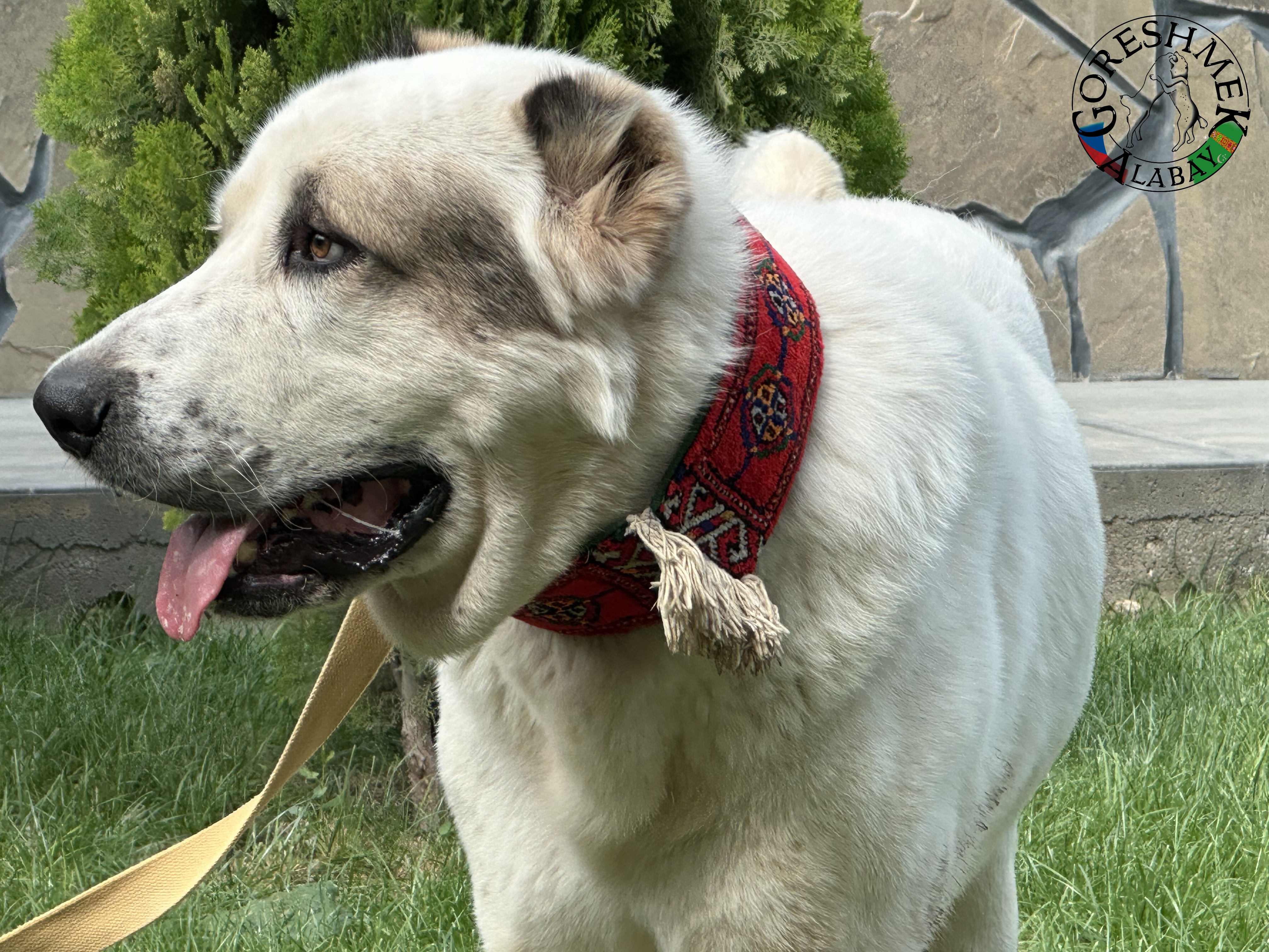 Akguš 3r. Aždar x Akar Sejinč-GݶkDepe (3).jpeg