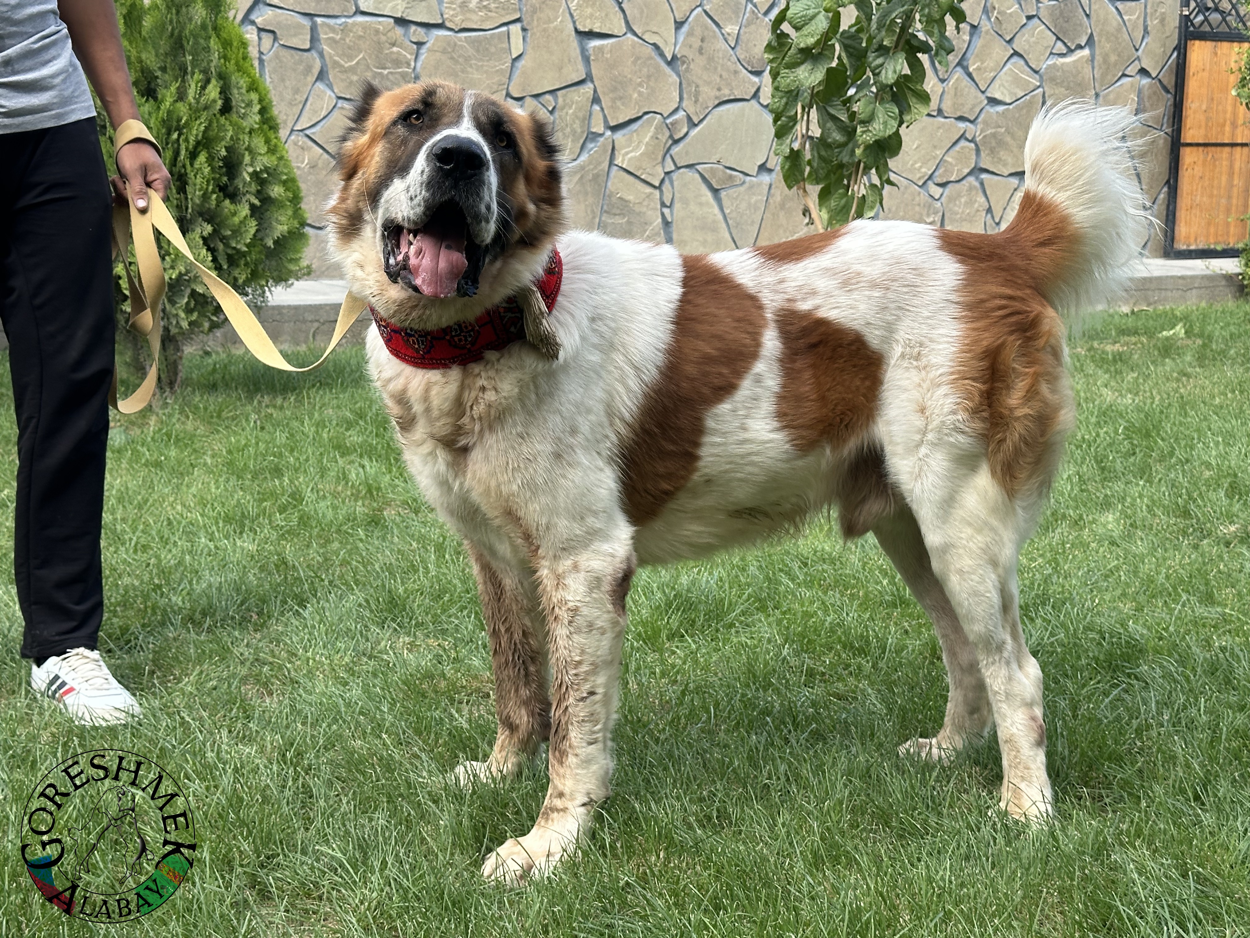 Arvana 3r. Jyldyz x Karabaš Sejinč-GݶkDepe (2).jpeg