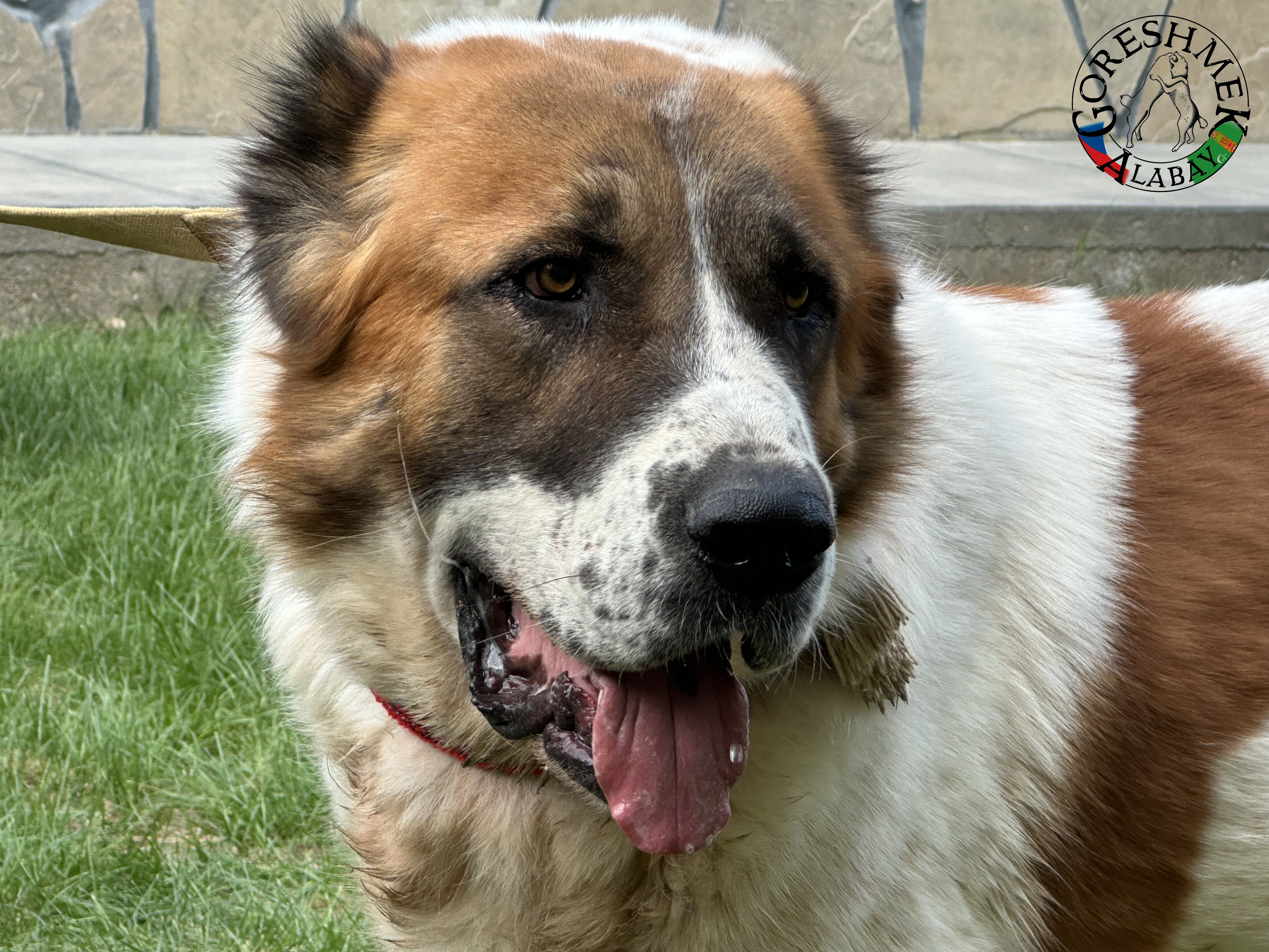 Arvana 3r. Jyldyz x Karabaš Sejinč-GݶkDepe (3).jpeg