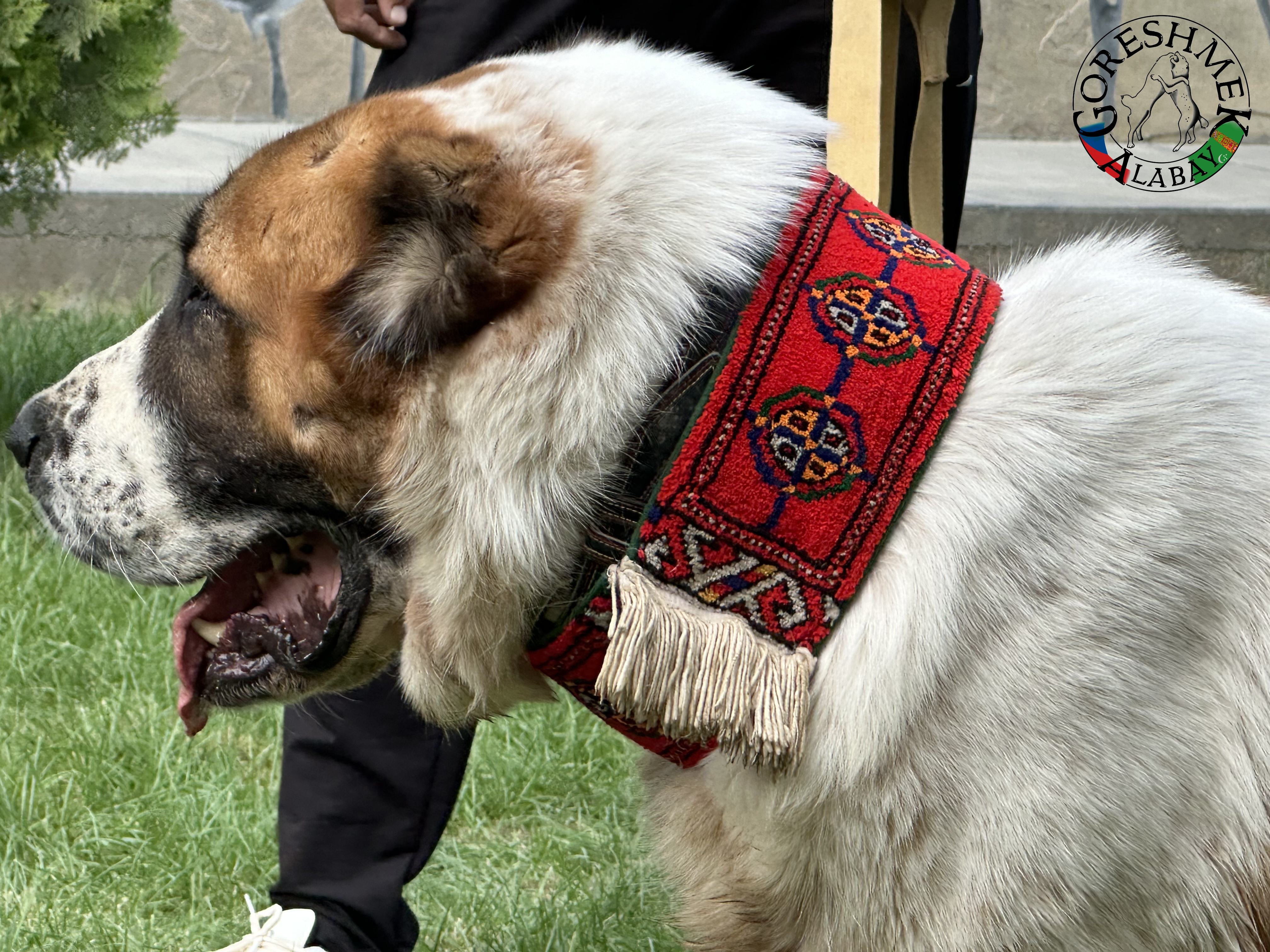 Arvana 3r. Jyldyz x Karabaš Sejinč-GݶkDepe (4).jpeg