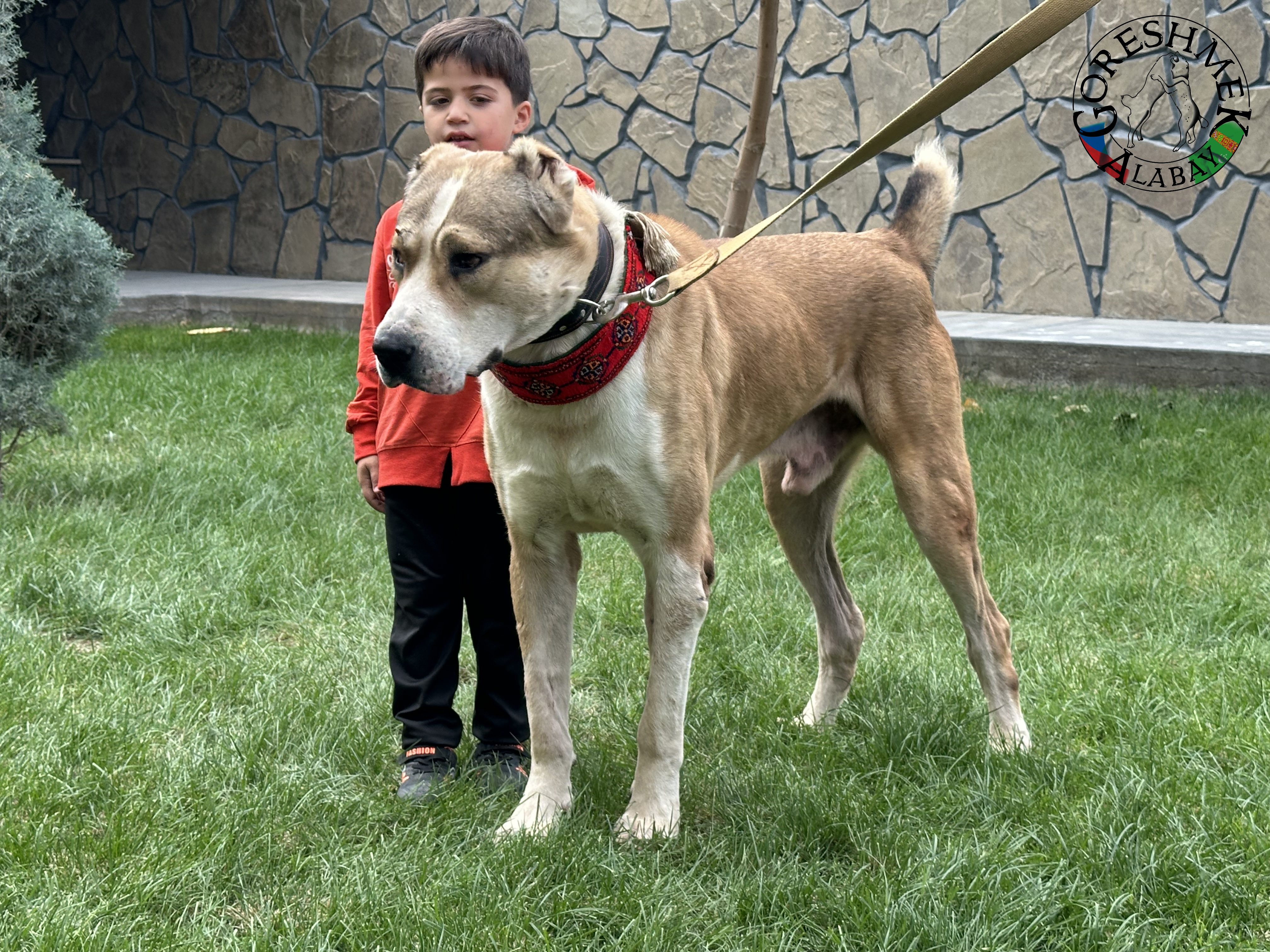 Gaplan 3r. junior ch.Balkan Gaplan(Gaplan Ipiš 2xch.Balkana) x Karagyz(krev Lebap Å irchana) Sejinč-GݶkDepe (2).jpeg