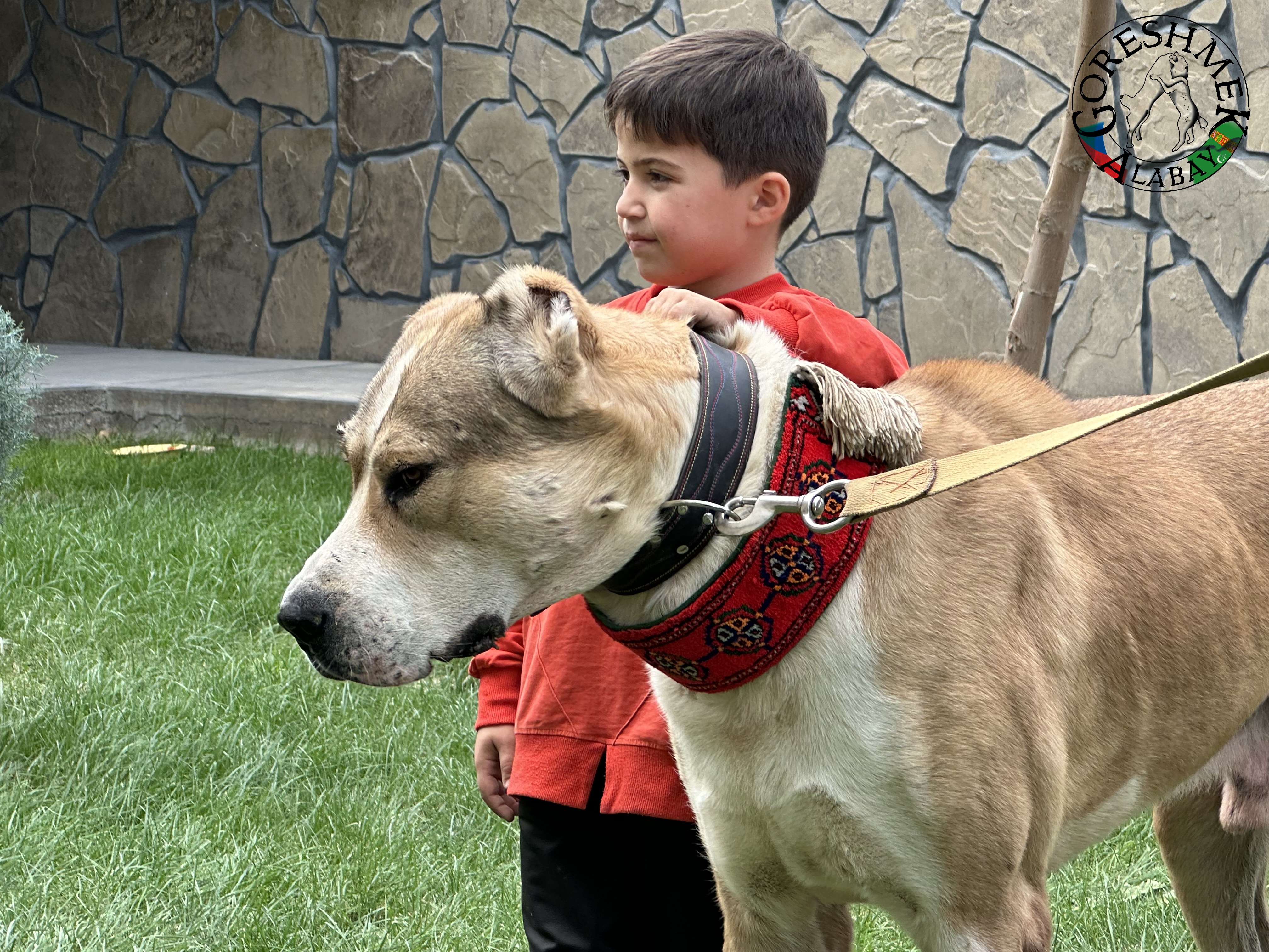 Gaplan 3r. junior ch.Balkan Gaplan(Gaplan Ipiš 2xch.Balkana) x Karagyz(krev Lebap Å irchana) Sejinč-GݶkDepe (3).jpeg