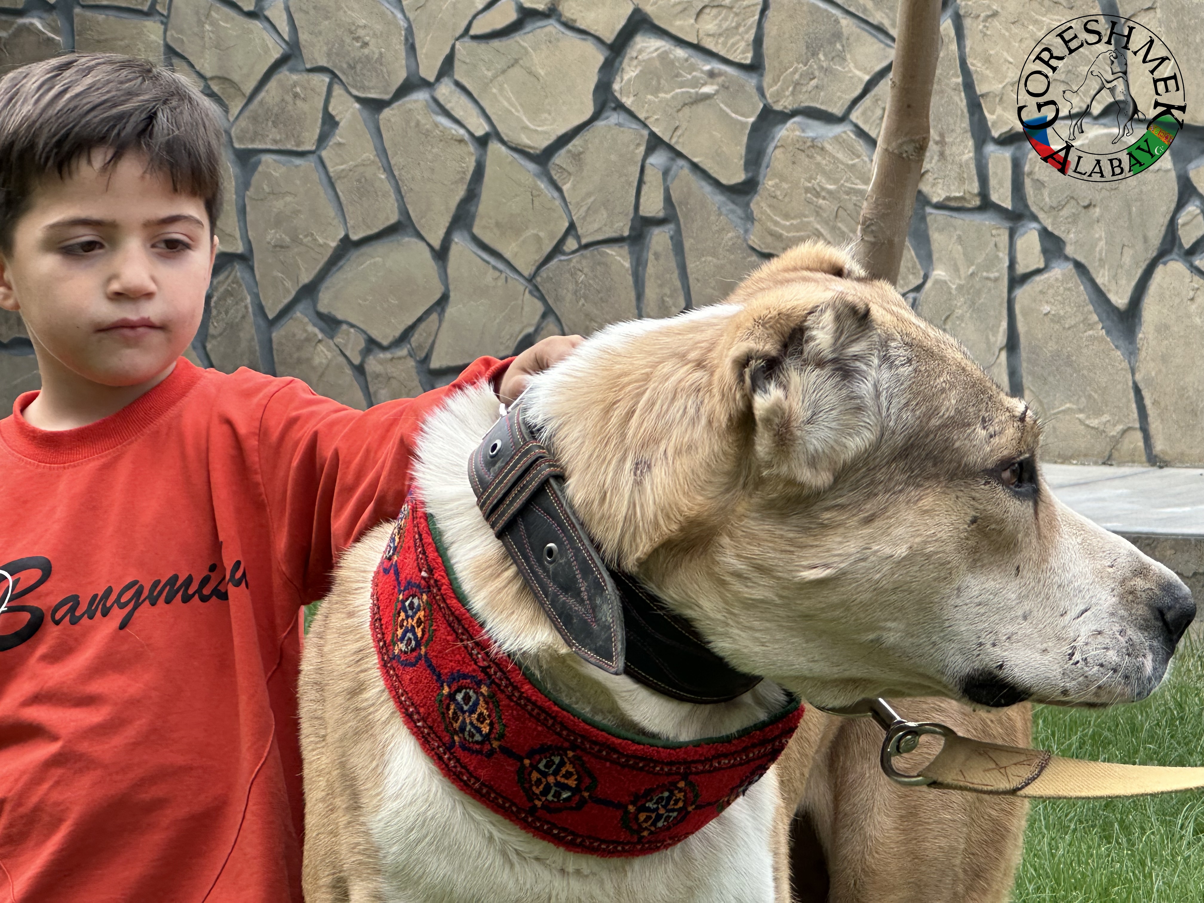 Gaplan 3r. junior ch.Balkan Gaplan(Gaplan Ipiš 2xch.Balkana) x Karagyz(krev Lebap Å irchana) Sejinč-GݶkDepe (4).jpeg