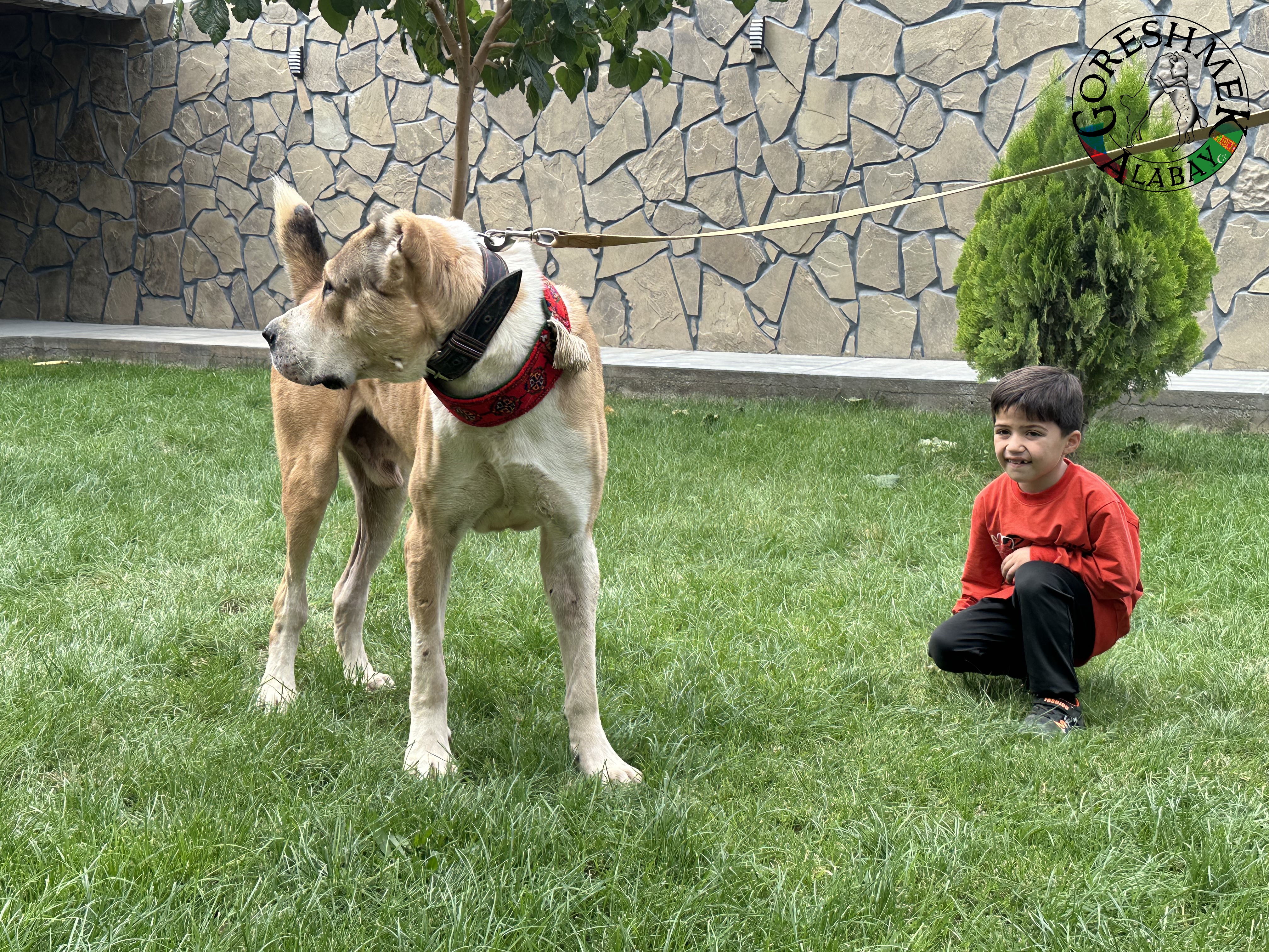 Gaplan 3r. junior ch.Balkan Gaplan(Gaplan Ipiš 2xch.Balkana) x Karagyz(krev Lebap Å irchana) Sejinč-GݶkDepe (5).jpeg