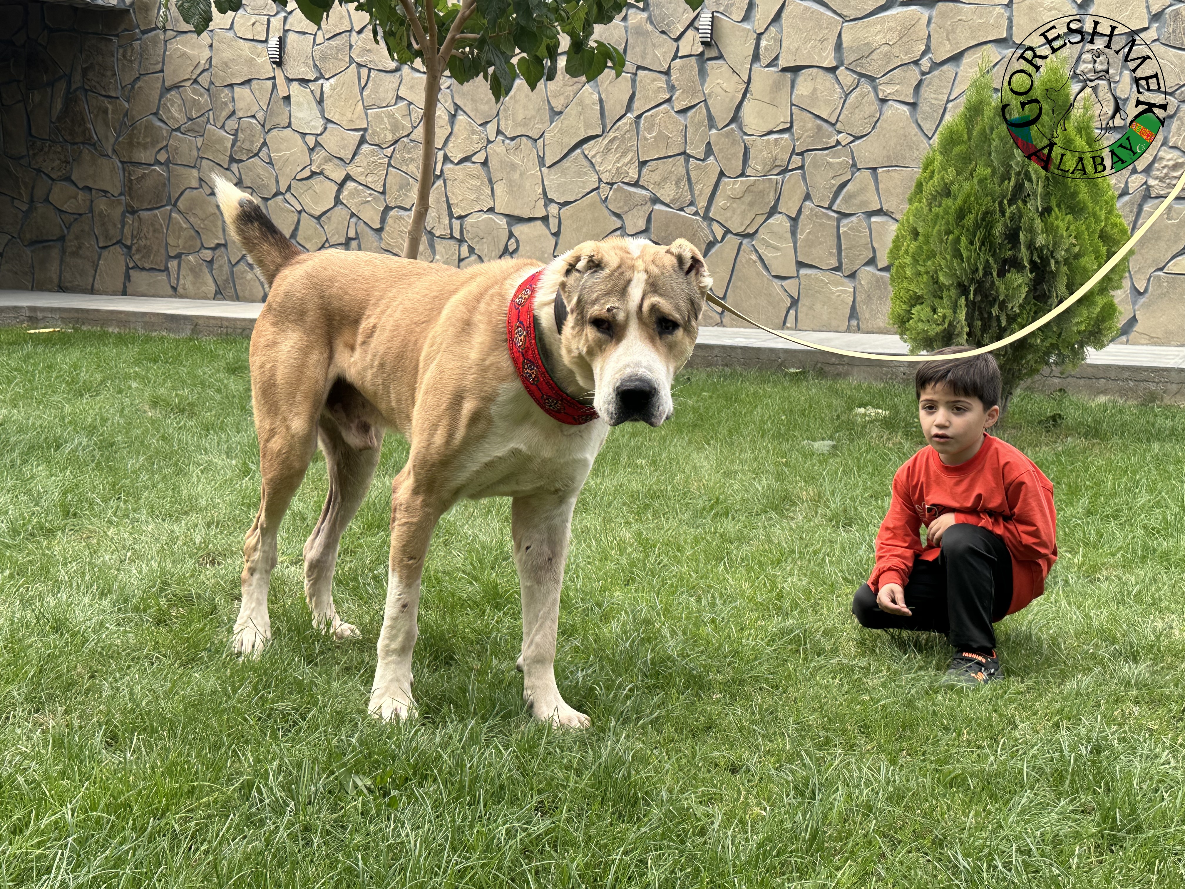 Gaplan 3r. junior ch.Balkan Gaplan(Gaplan Ipiš 2xch.Balkana) x Karagyz(krev Lebap Å irchana) Sejinč-GݶkDepe (6).jpeg