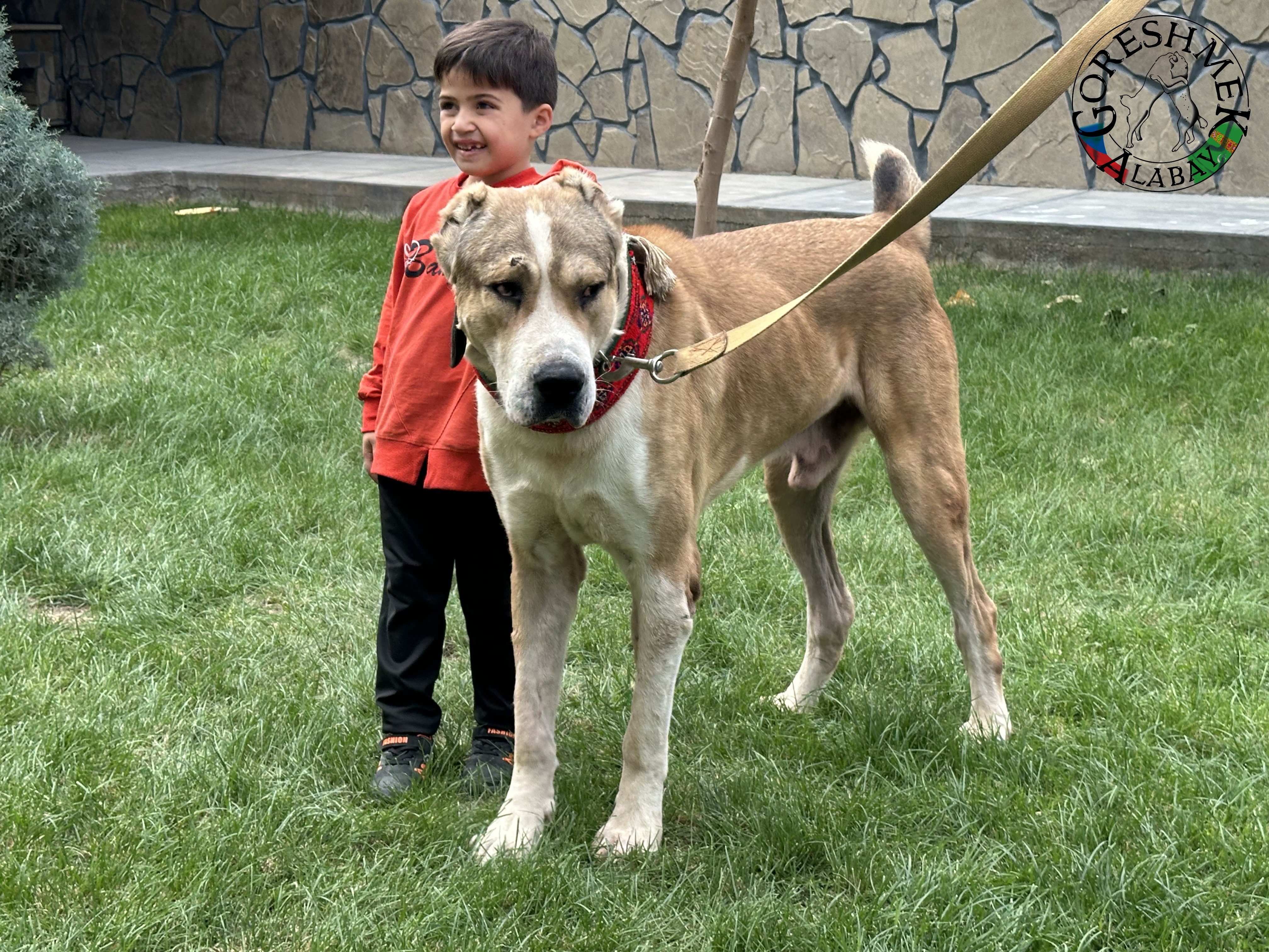 Gaplan 3r. junior ch.Balkan Gaplan(Gaplan Ipiš 2xch.Balkana) x Karagyz(krev Lebap Å irchana) Sejinč-GݶkDepe.jpeg