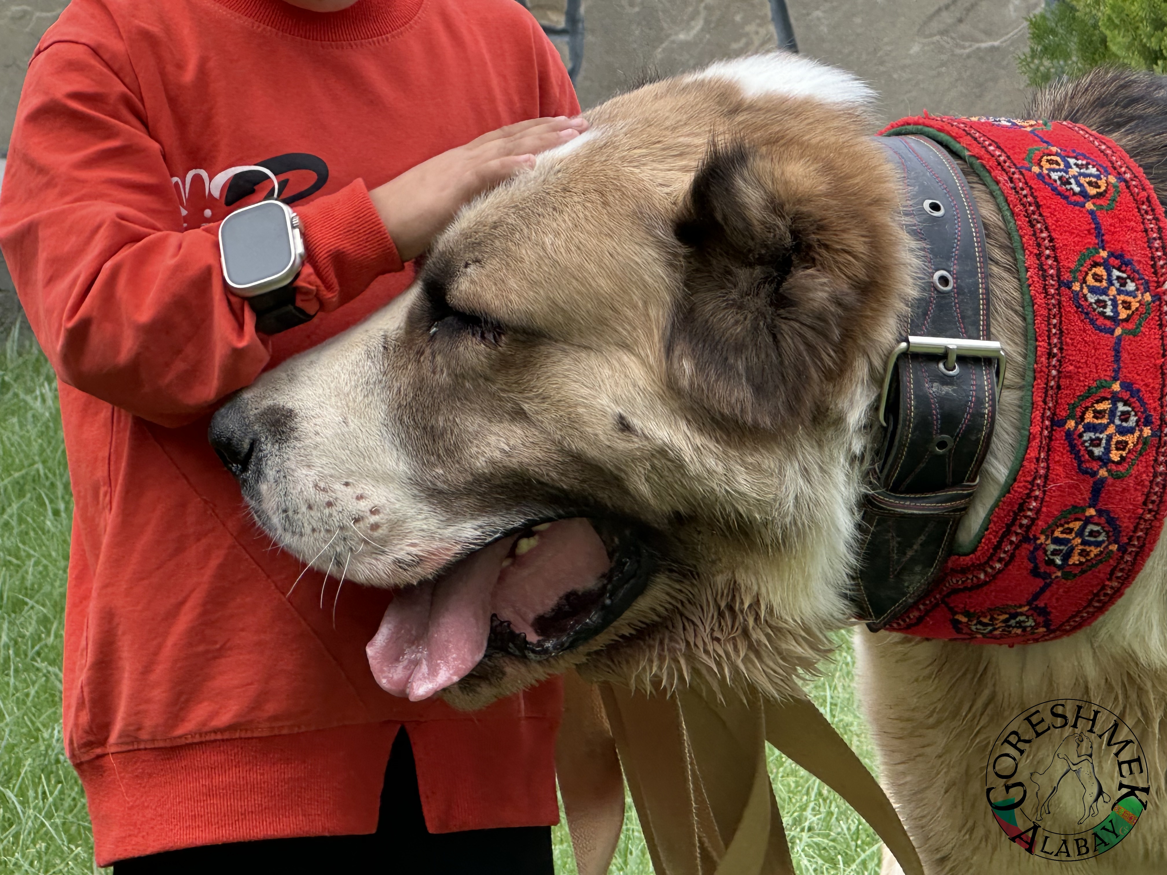 Karabek 22m. Baron x Aladža(vnučka Alamana) Sejinč-GݶkDepe (2).jpeg