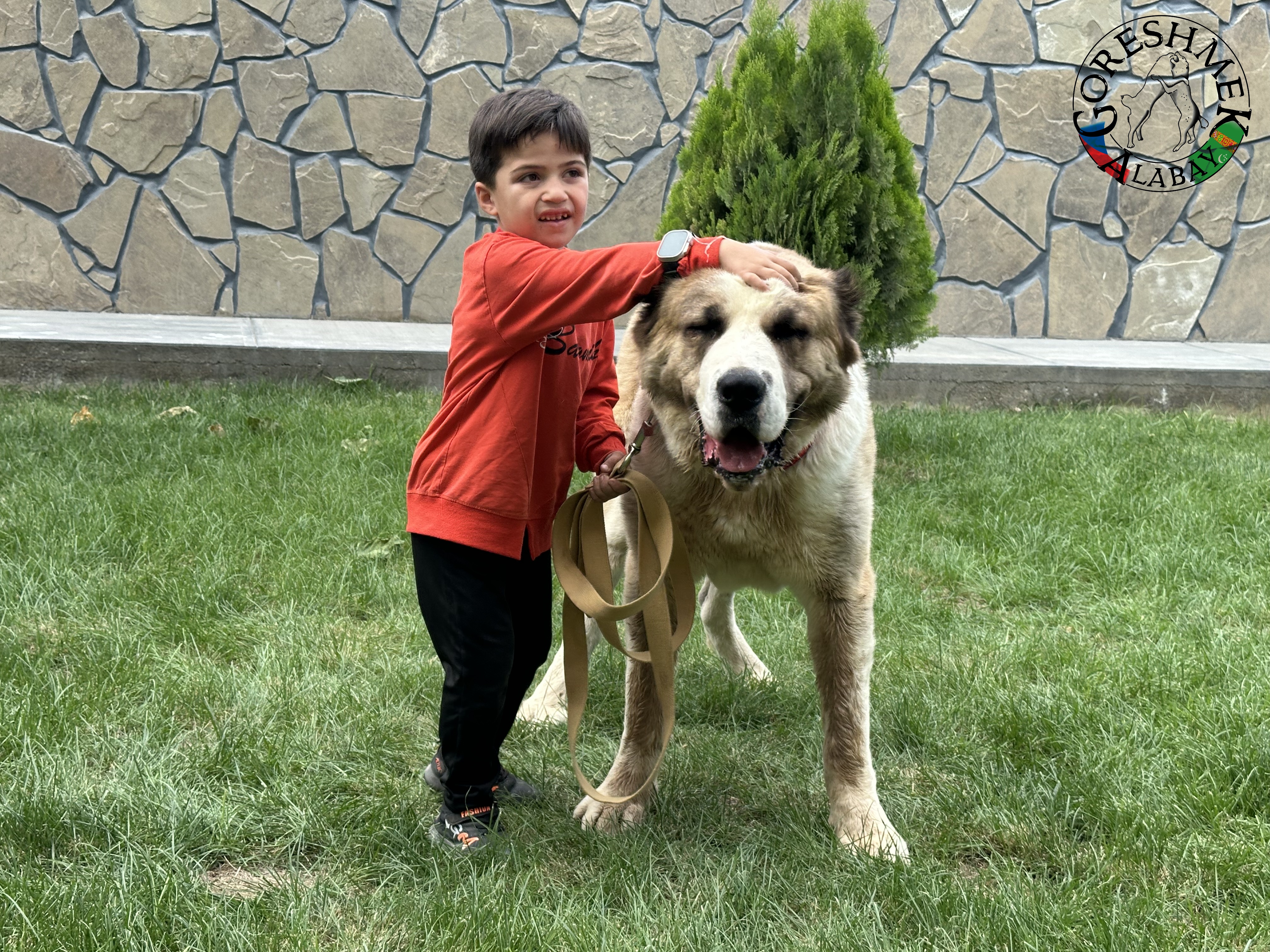 Karabek 22m. Baron x Aladža(vnučka Alamana) Sejinč-GݶkDepe (3).jpeg