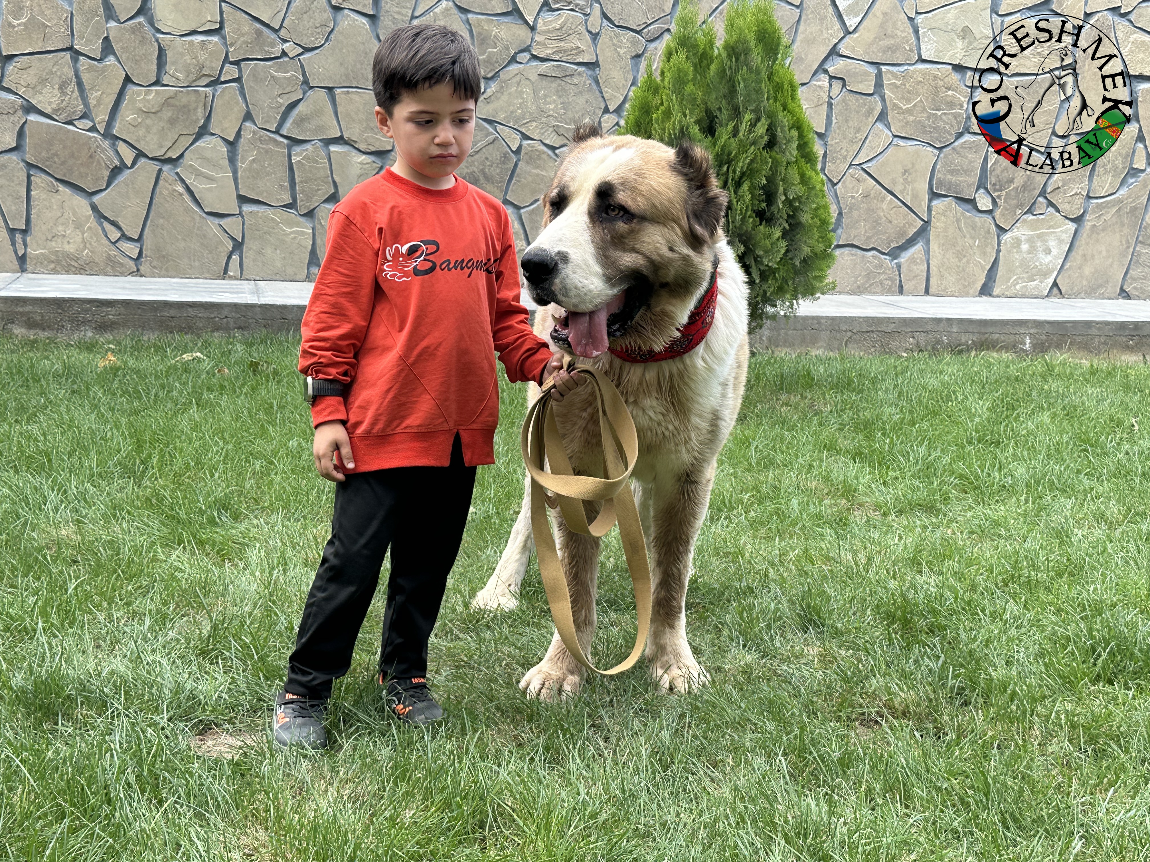 Karabek 22m. Baron x Aladža(vnučka Alamana) Sejinč-GݶkDepe.jpeg