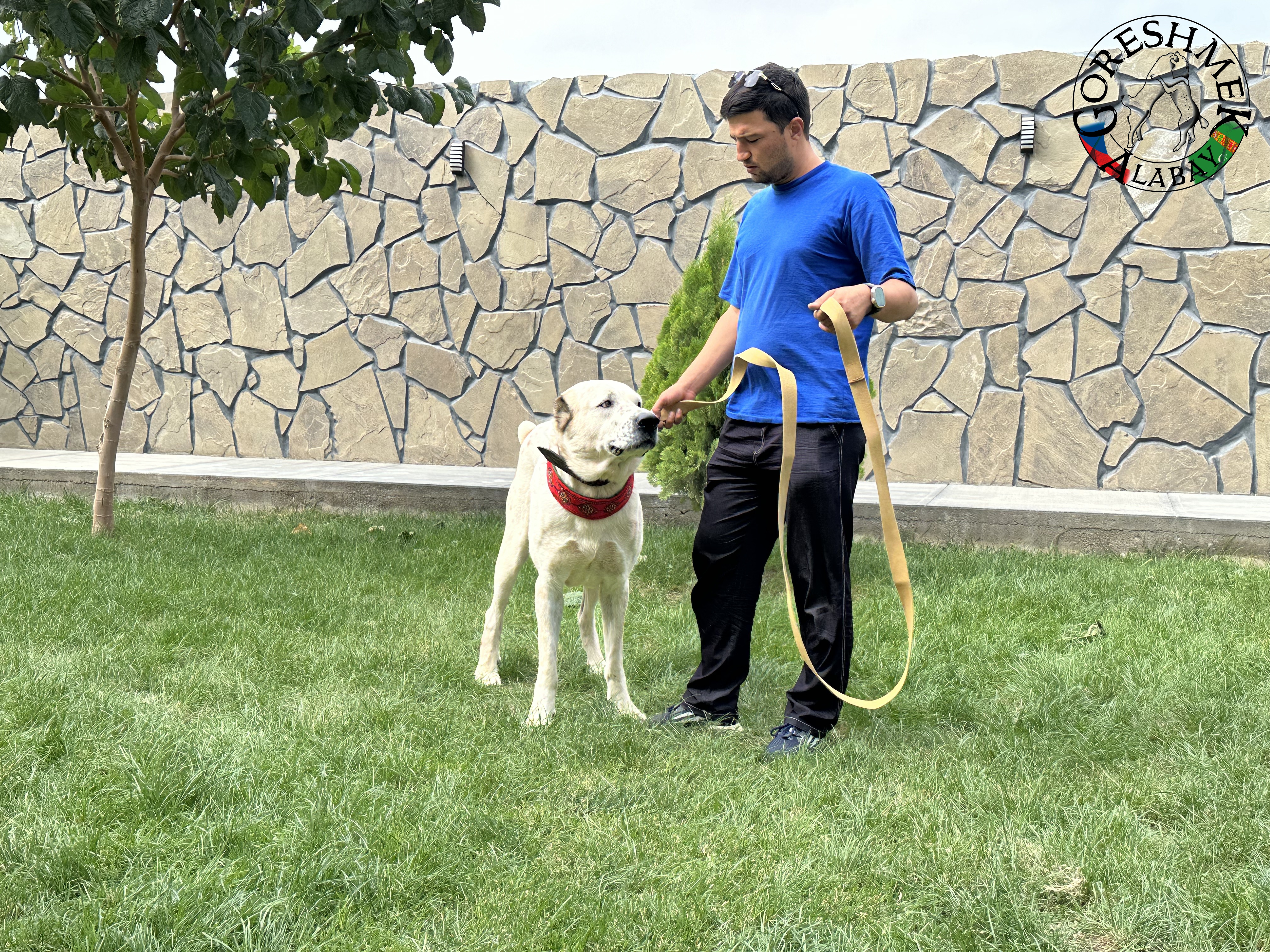 Å anchaili Jyldyz(krev Nedršach) x Kiedžek(krev Gonura Vepa) Sejinč GݶkDepe (2).jpeg