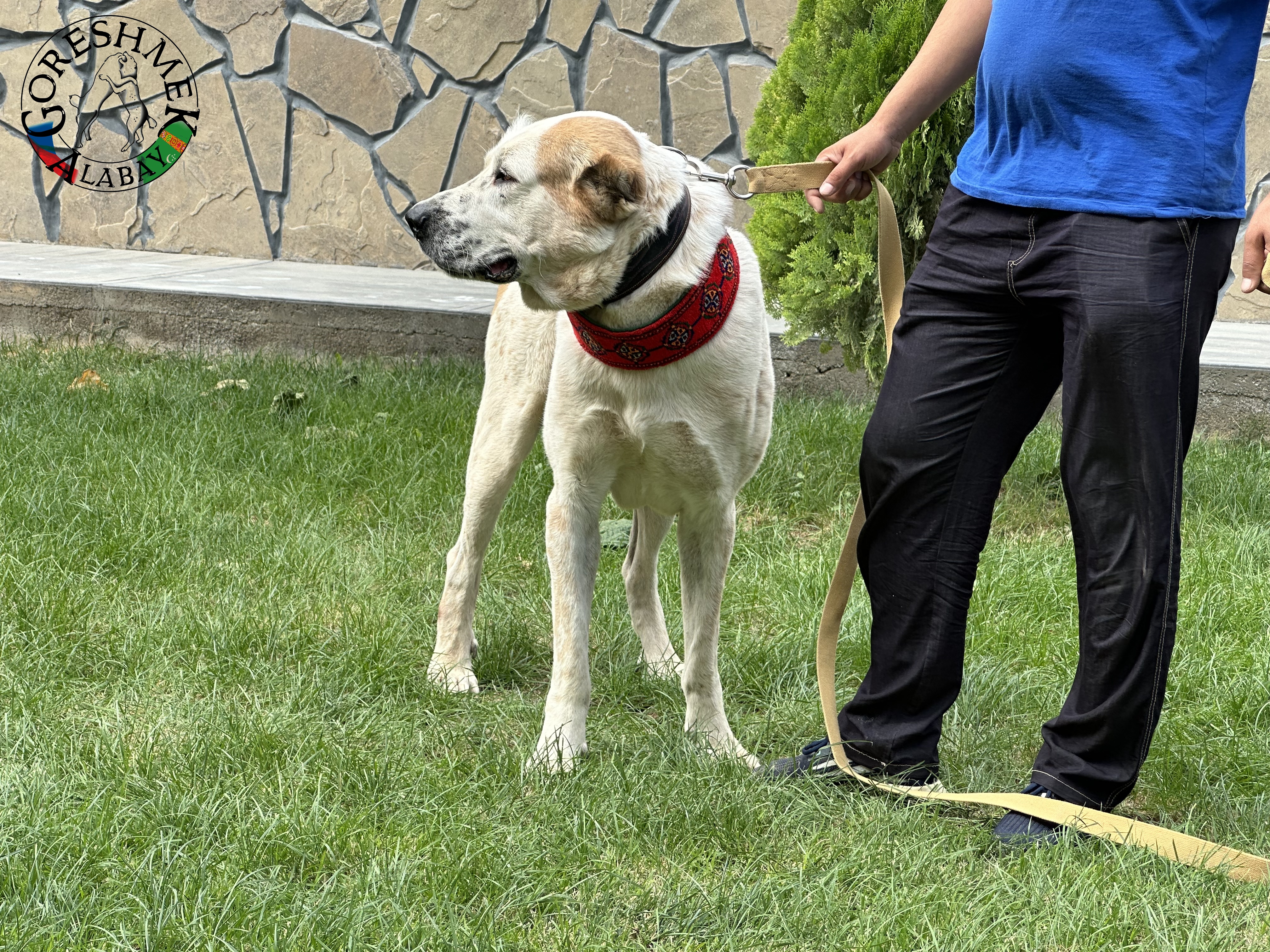 Å anchaili Jyldyz(krev Nedršach) x Kiedžek(krev Gonura Vepa) Sejinč GݶkDepe (3).jpeg