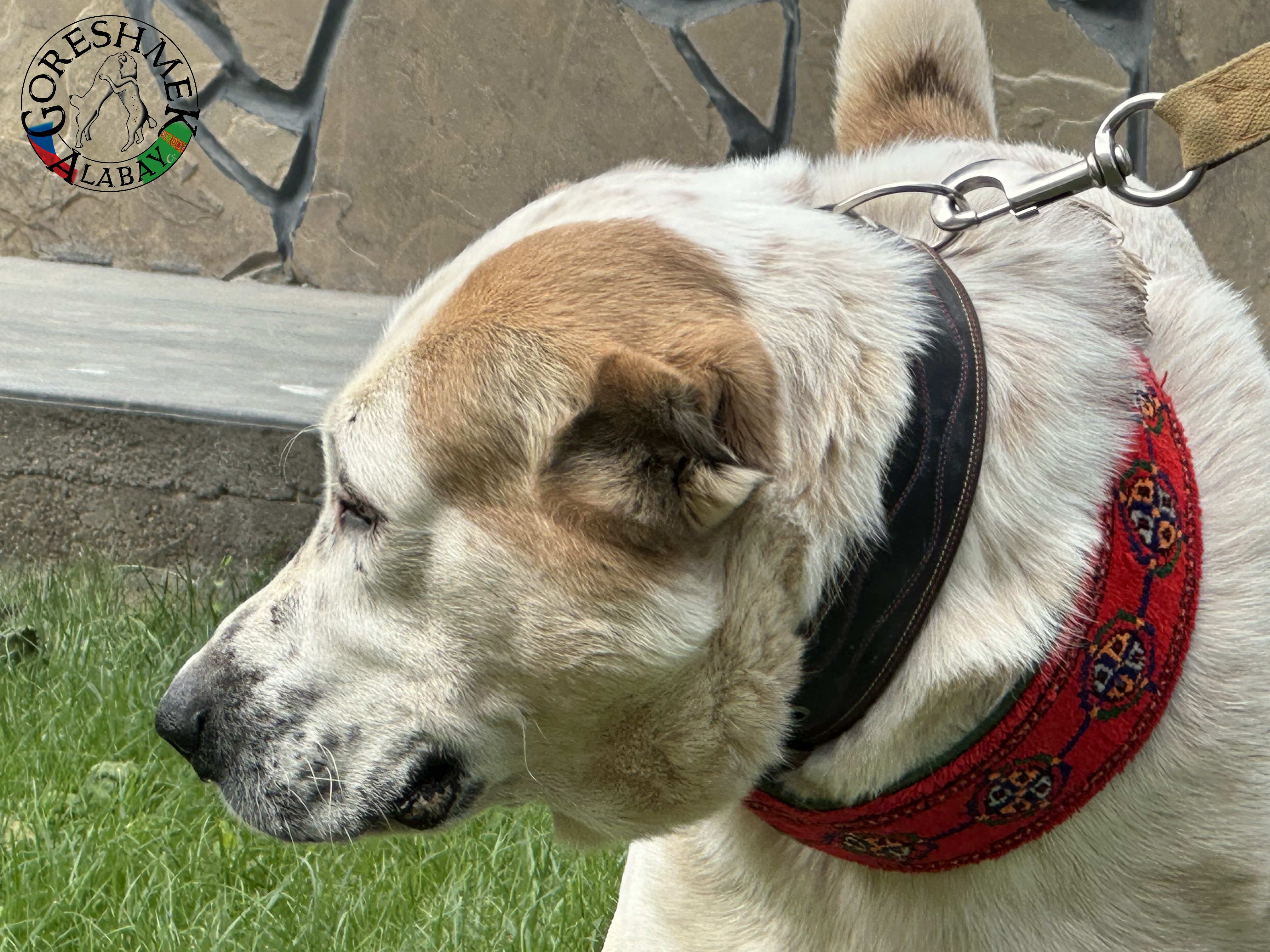 Å anchaili Jyldyz(krev Nedršach) x Kiedžek(krev Gonura Vepa) Sejinč GݶkDepe (4).jpeg