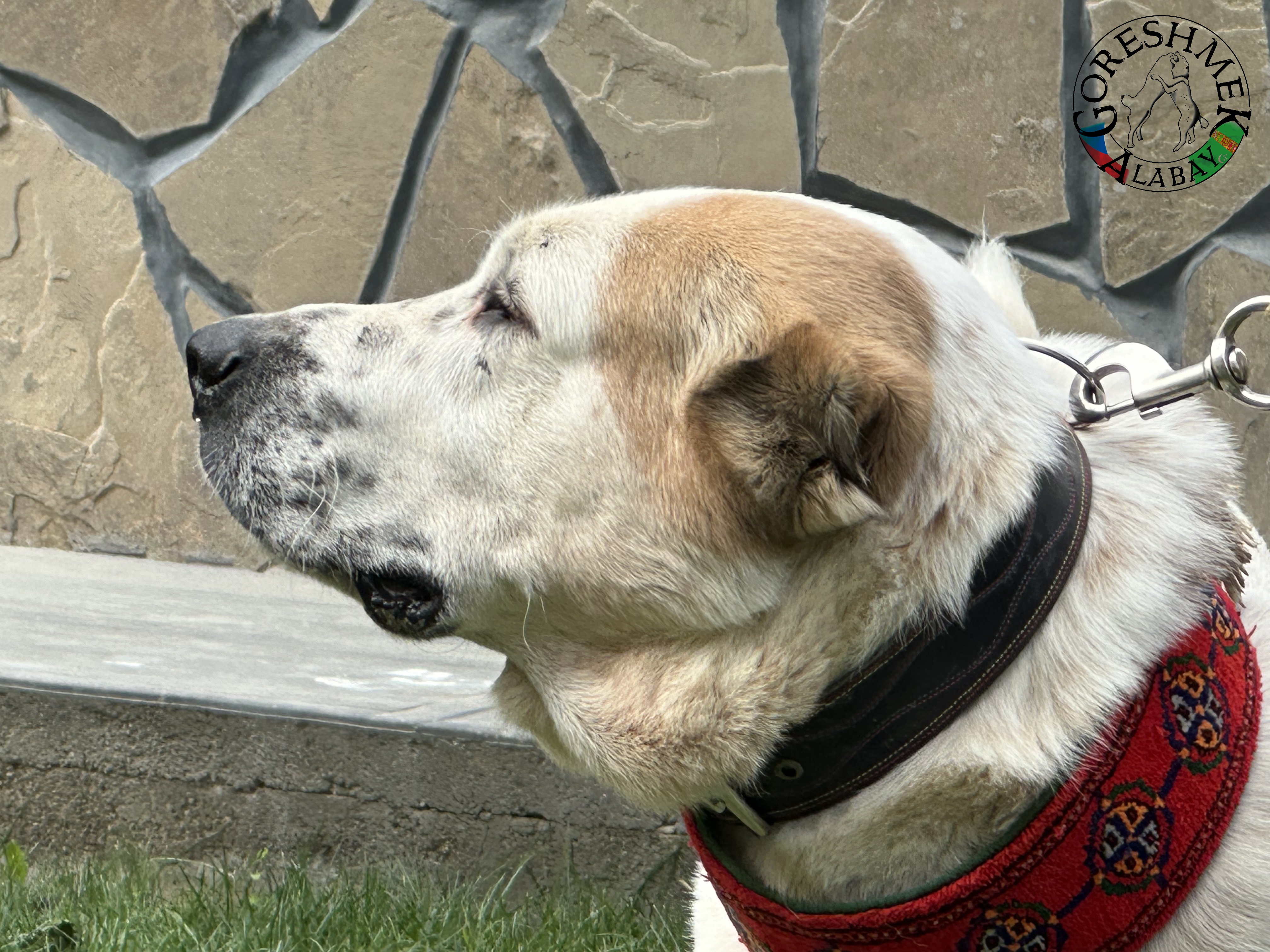 Å anchaili Jyldyz(krev Nedršach) x Kiedžek(krev Gonura Vepa) Sejinč GݶkDepe (5).jpeg