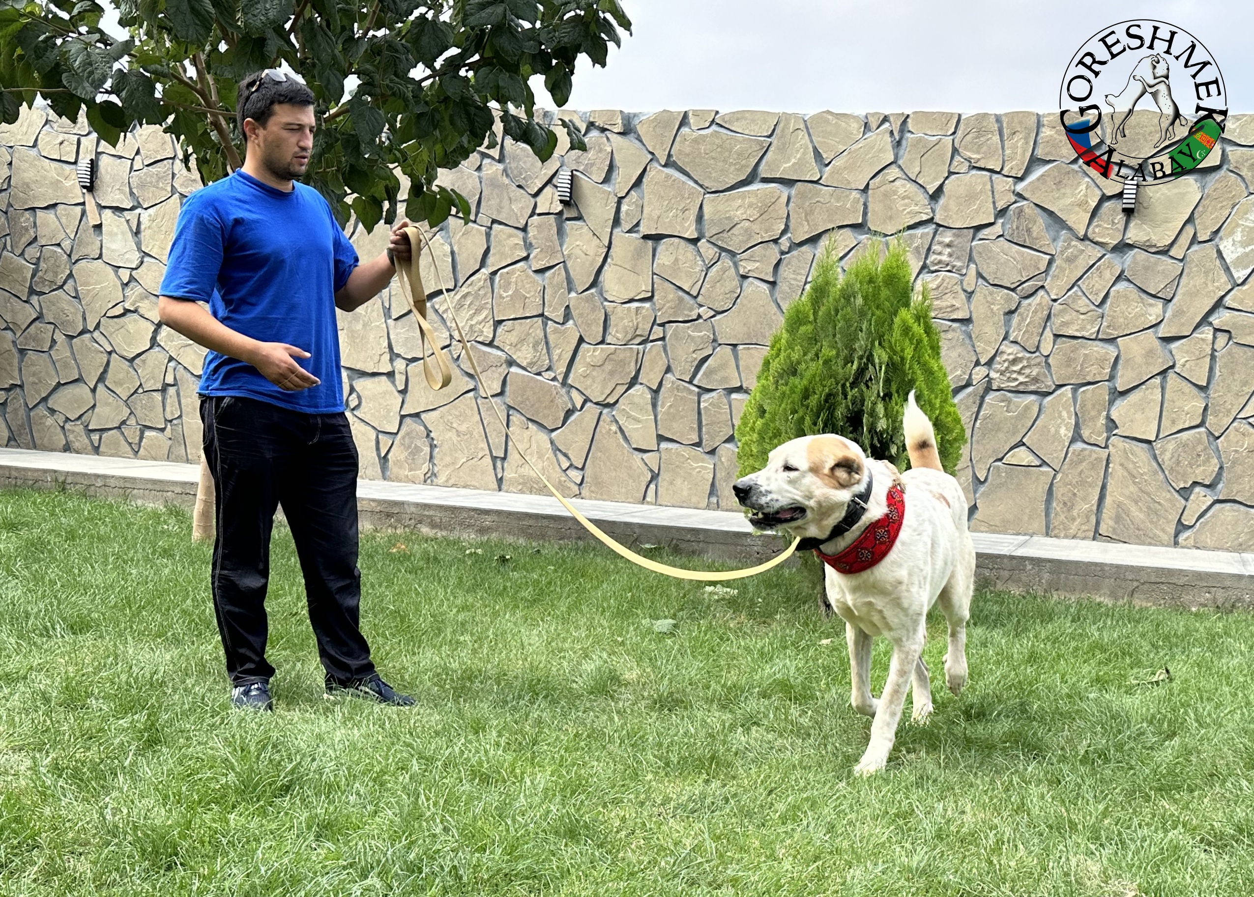 Šanchaili Jyldyz(krev Nedršach) x Kiedžek(krev Gonura Vepa) Sejinč GökDepe.jpeg