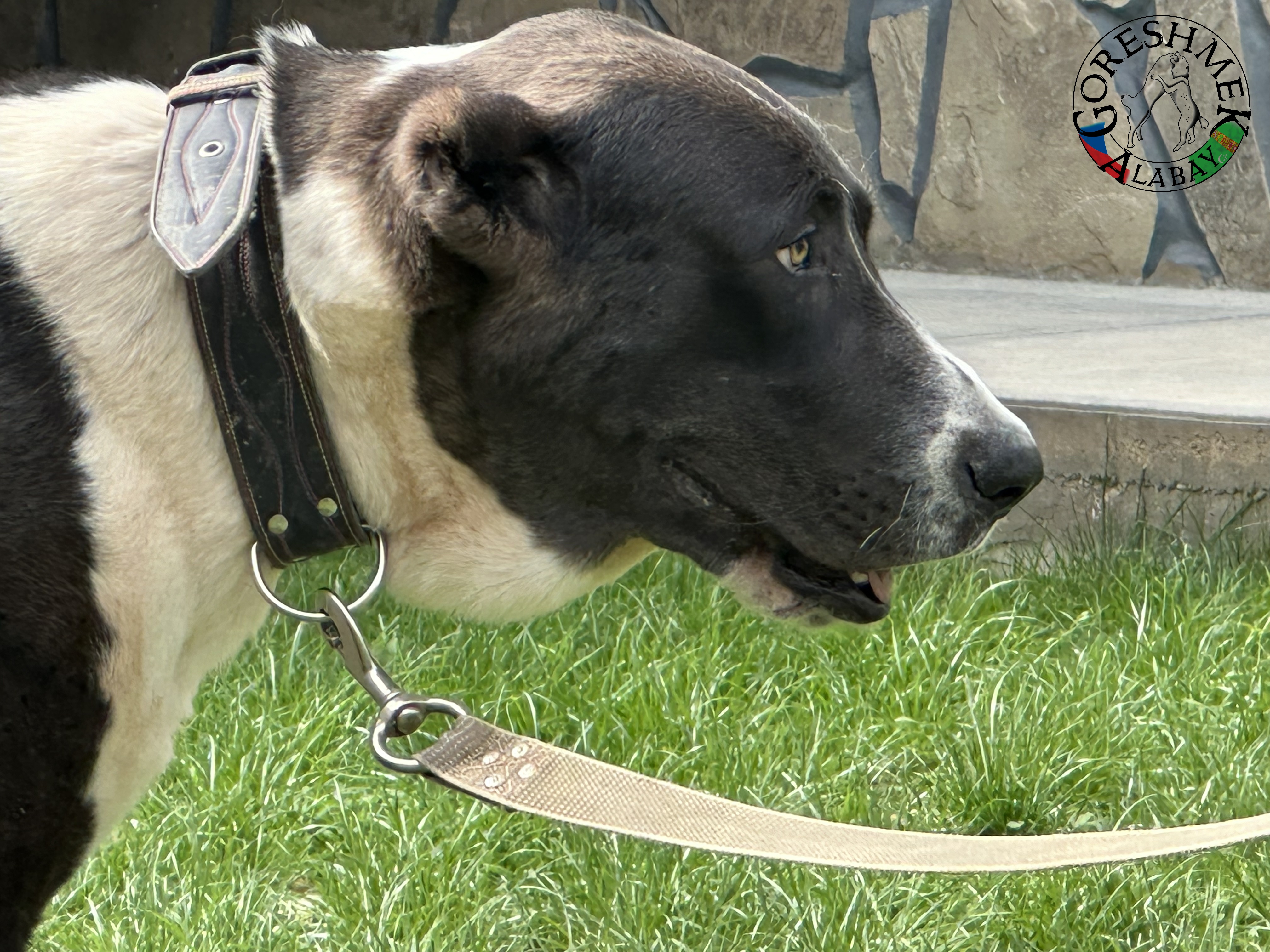 Tochmet 9m. Arvana x karagyz Sejinč- GݶDepe (3).jpeg