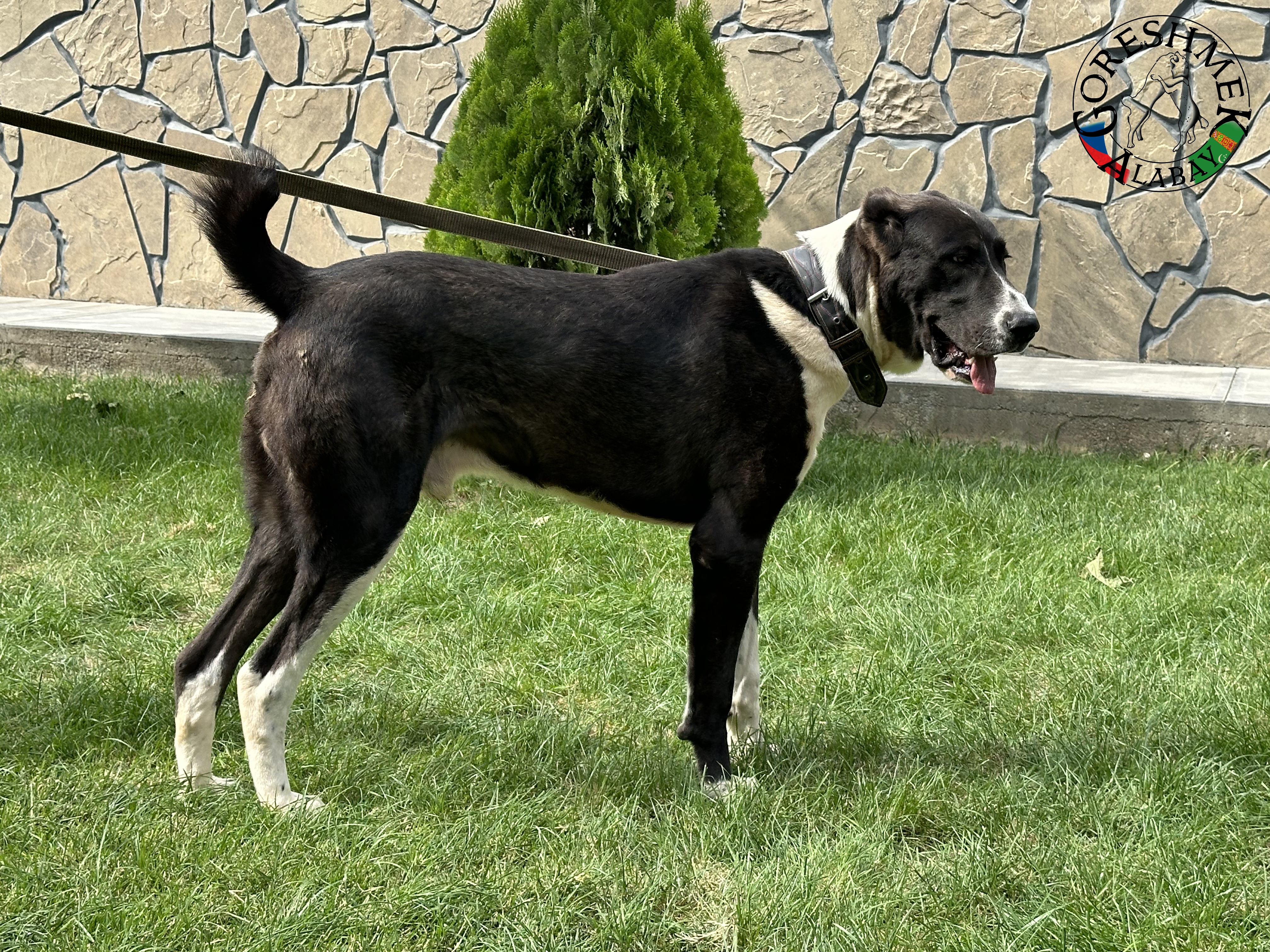 Tochmet 9m. Arvana x karagyz Sejinč- GݶDepe (4).jpeg