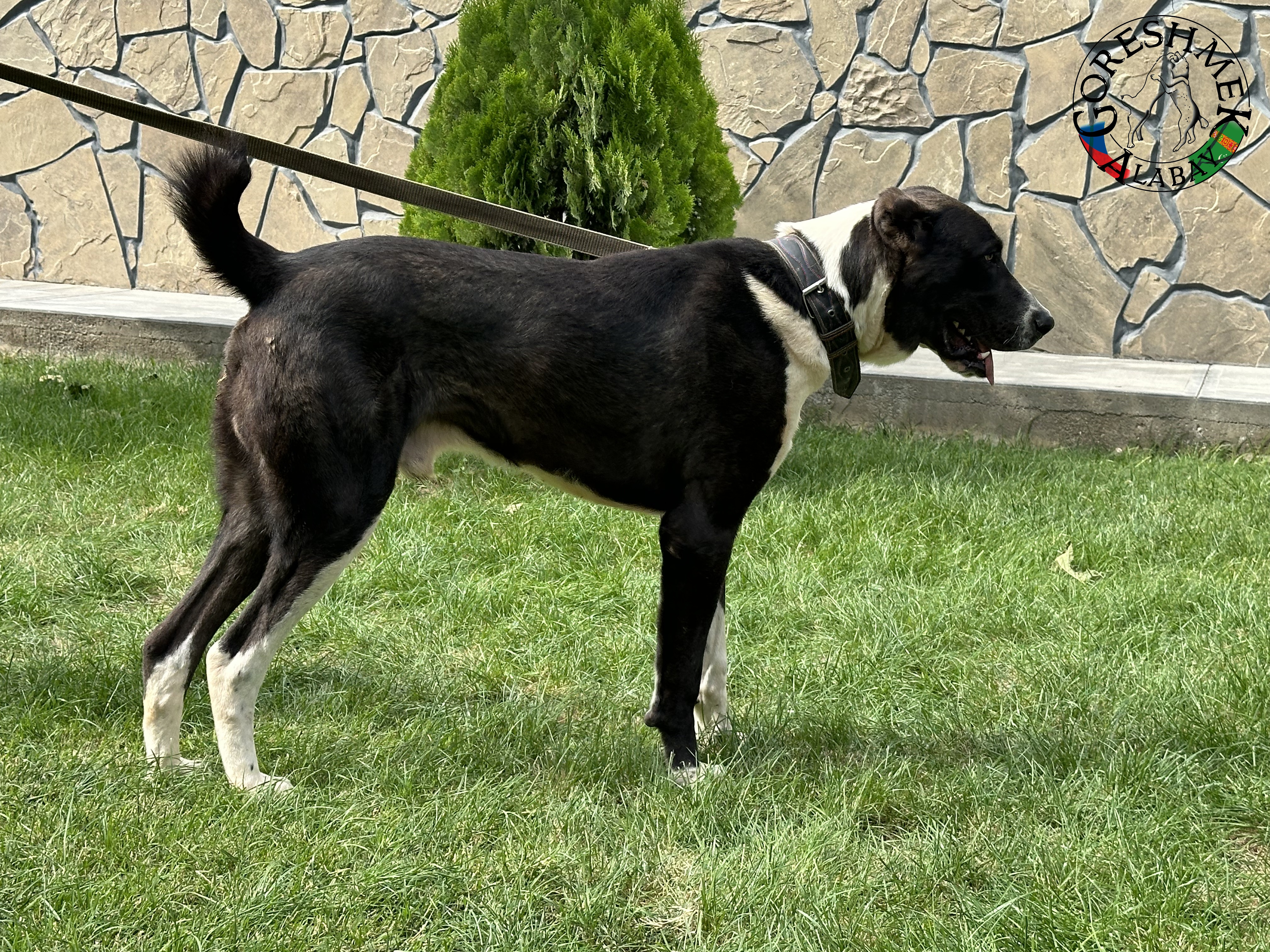 Tochmet 9m. Arvana x karagyz Sejinč- GݶDepe (5).jpeg