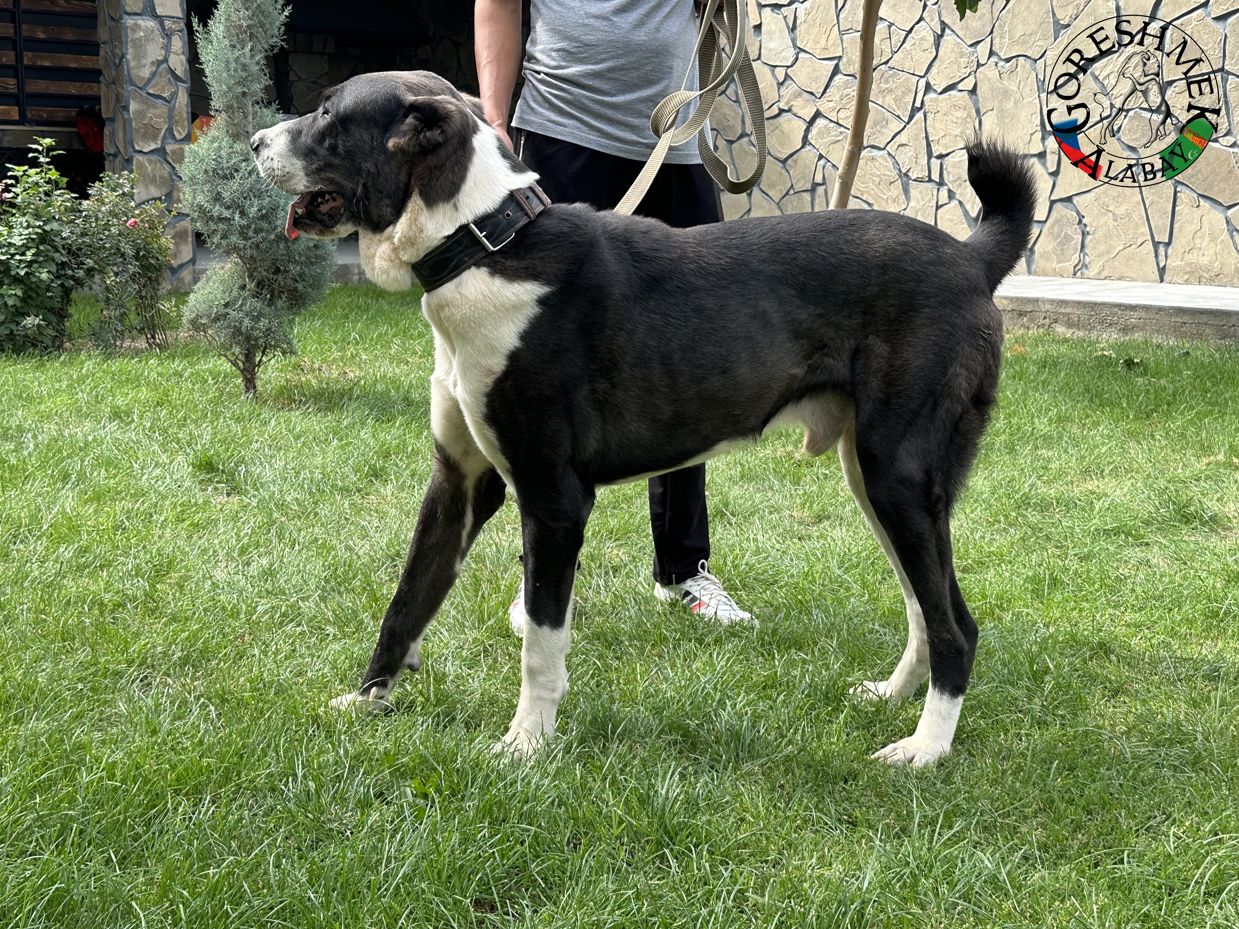 Tochmet 9m. Arvana x karagyz Sejinč- GݶDepe.jpeg