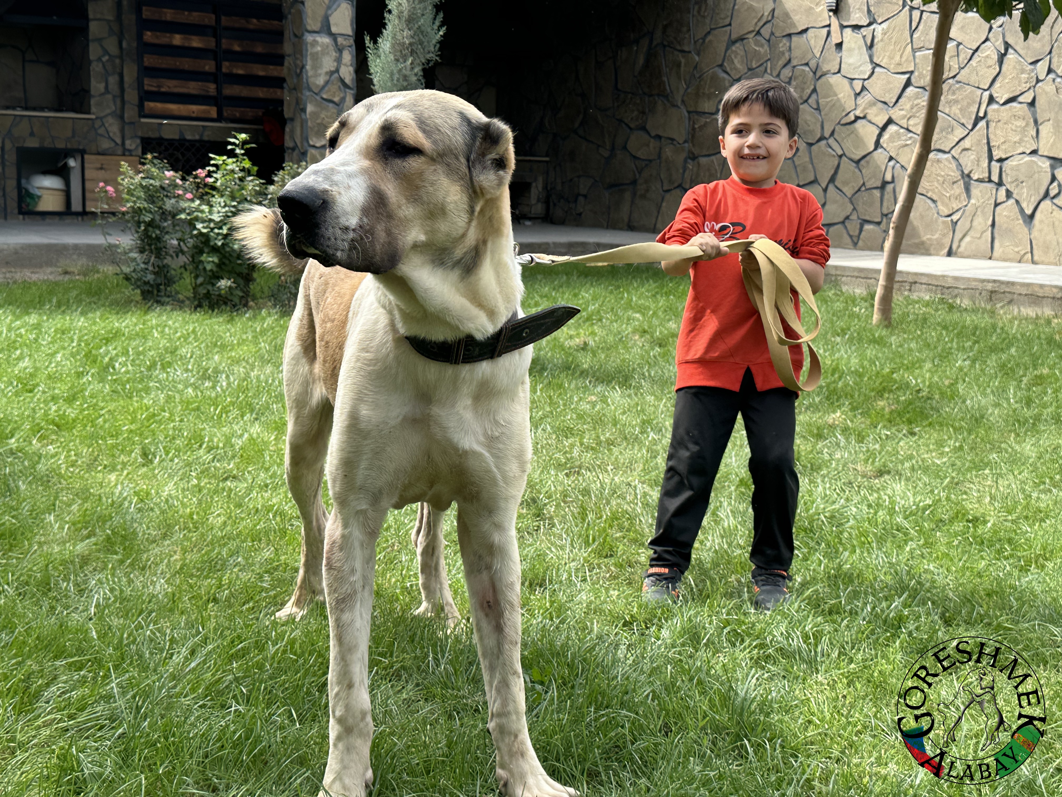 Karagol 9m Arlan x Akgyz(krev Berkuta šampióna 2007) Sejinč GݶkDepe (2).jpeg