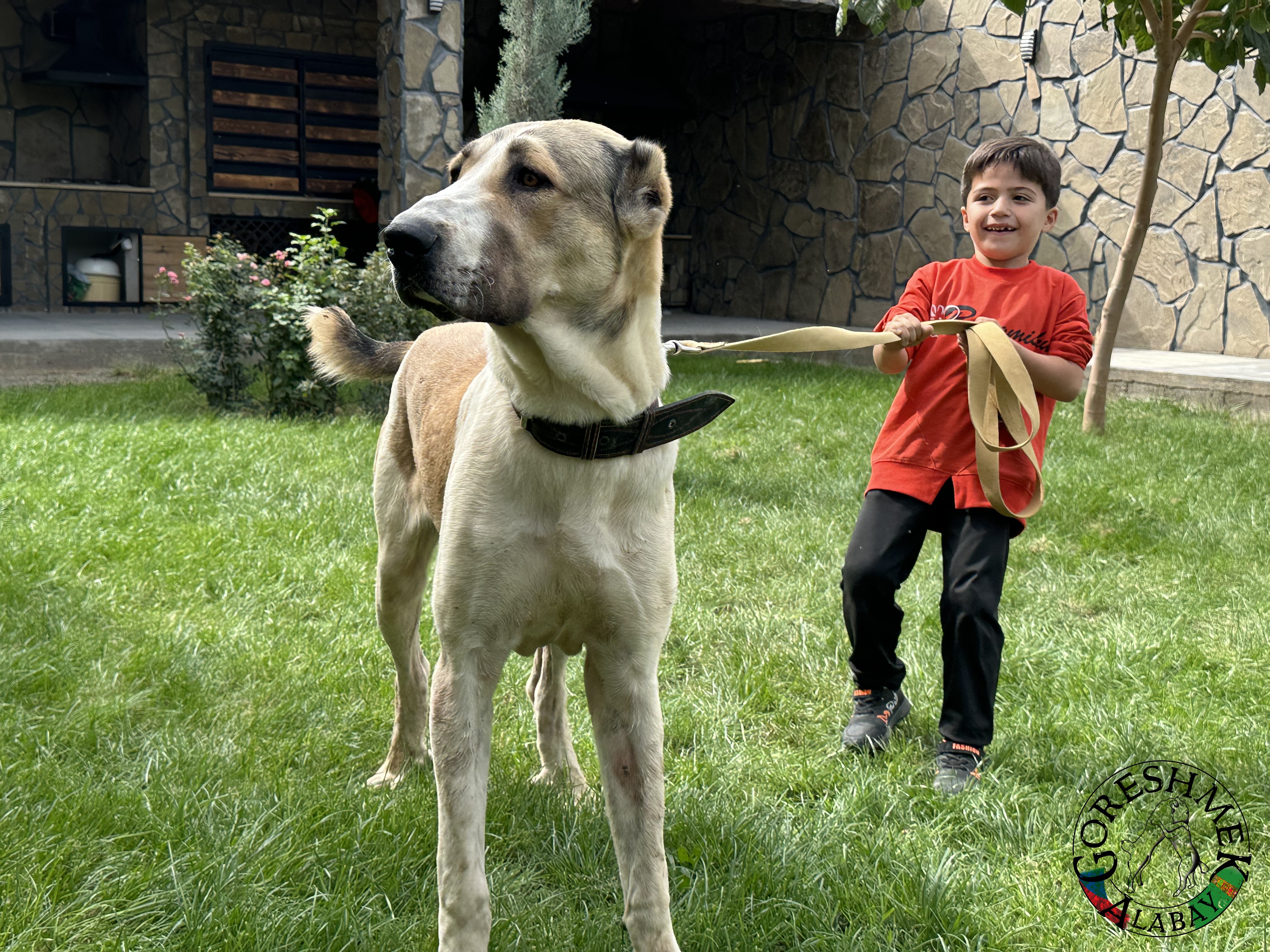 Karagol 9m Arlan x Akgyz(krev Berkuta šampióna 2007) Sejinč GݶkDepe.jpeg