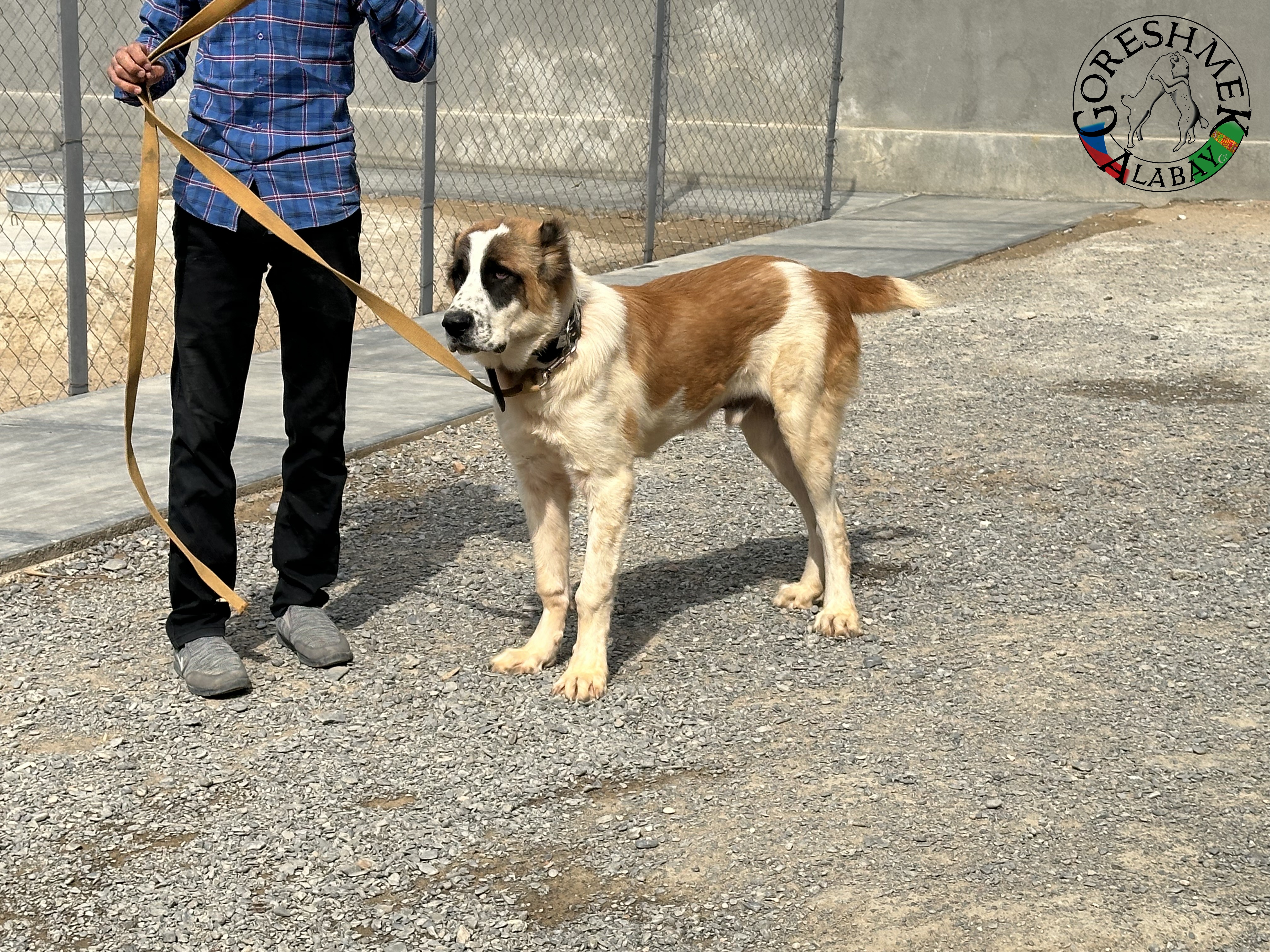 Algyr 7m. Arvana x Akča Sejinč GݶkDepe (2).jpeg