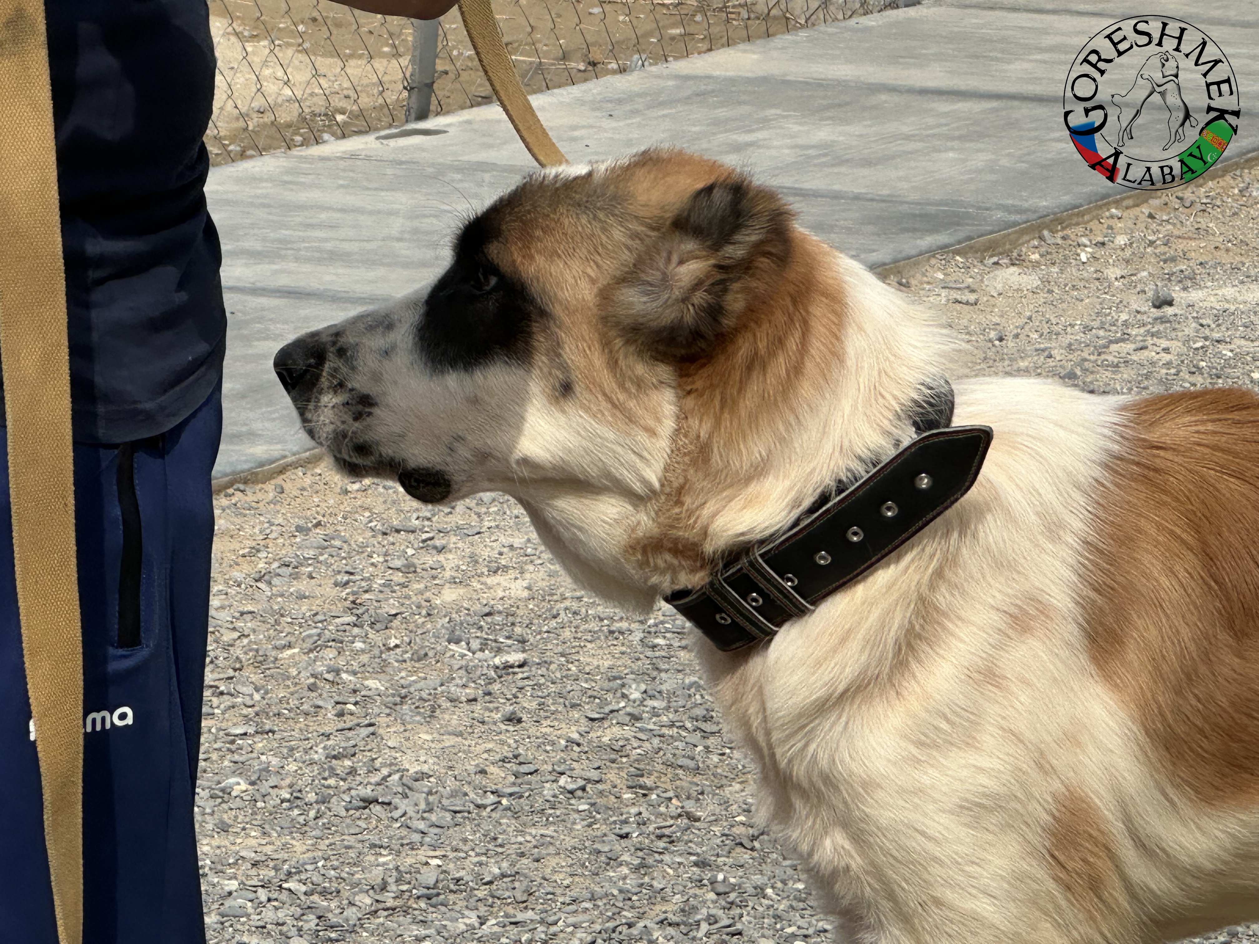 Algyr 7m. Arvana x Akča Sejinč GݶkDepe (4).jpeg