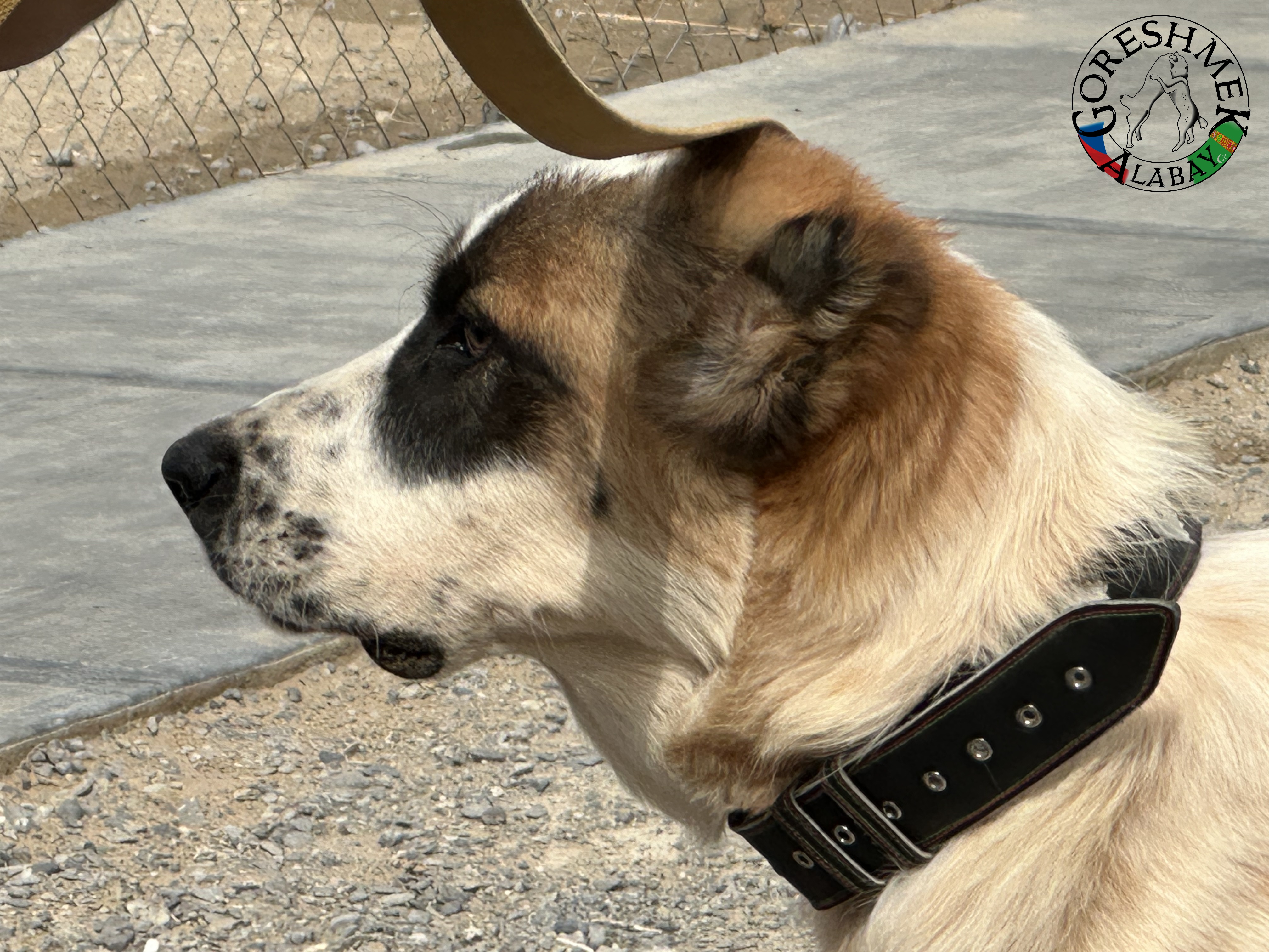 Algyr 7m. Arvana x Akča Sejinč GݶkDepe (5).jpeg