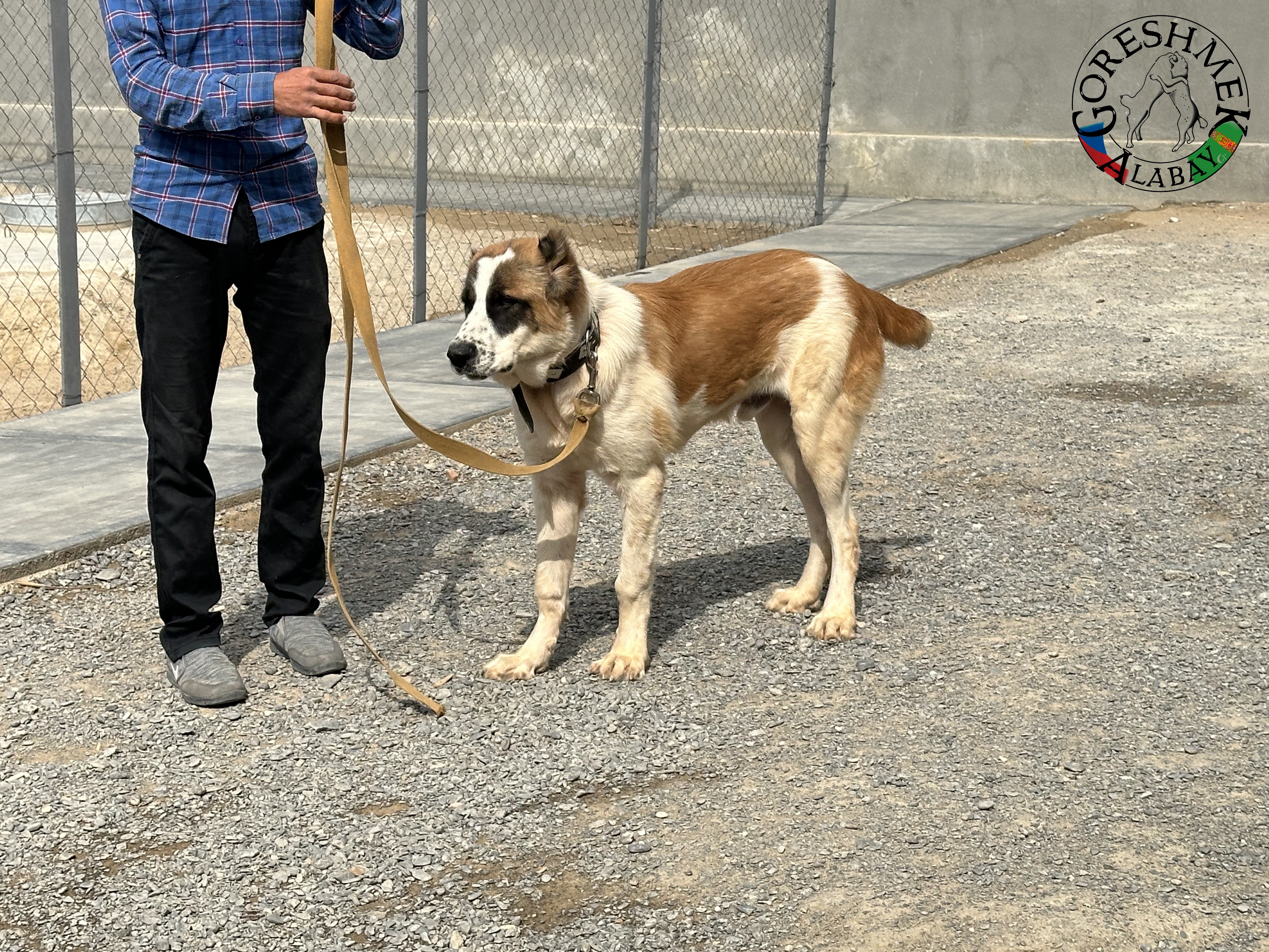 Algyr 7m. Arvana x Akča Sejinč GݶkDepe.jpeg