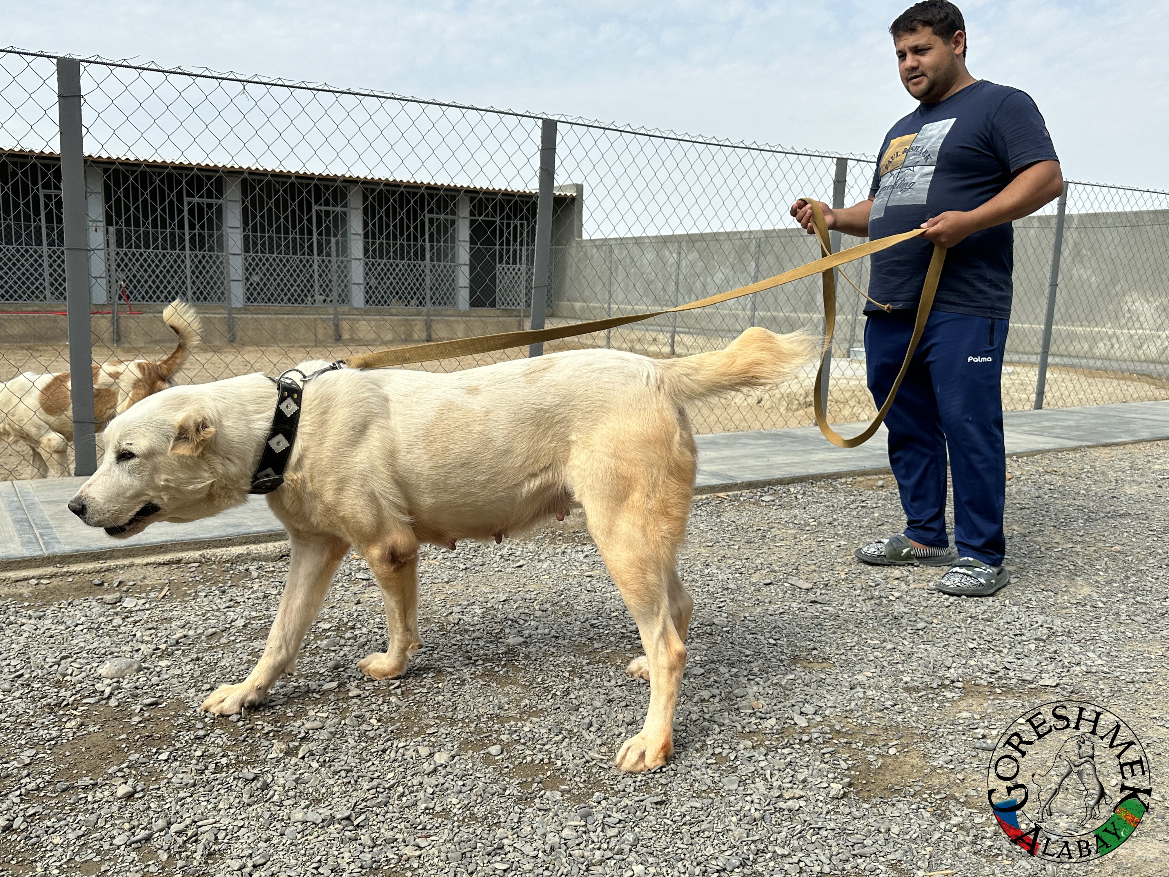 Akča 20m. Arvana x Lačn Sejinč-GݶkDepe (1).jpeg