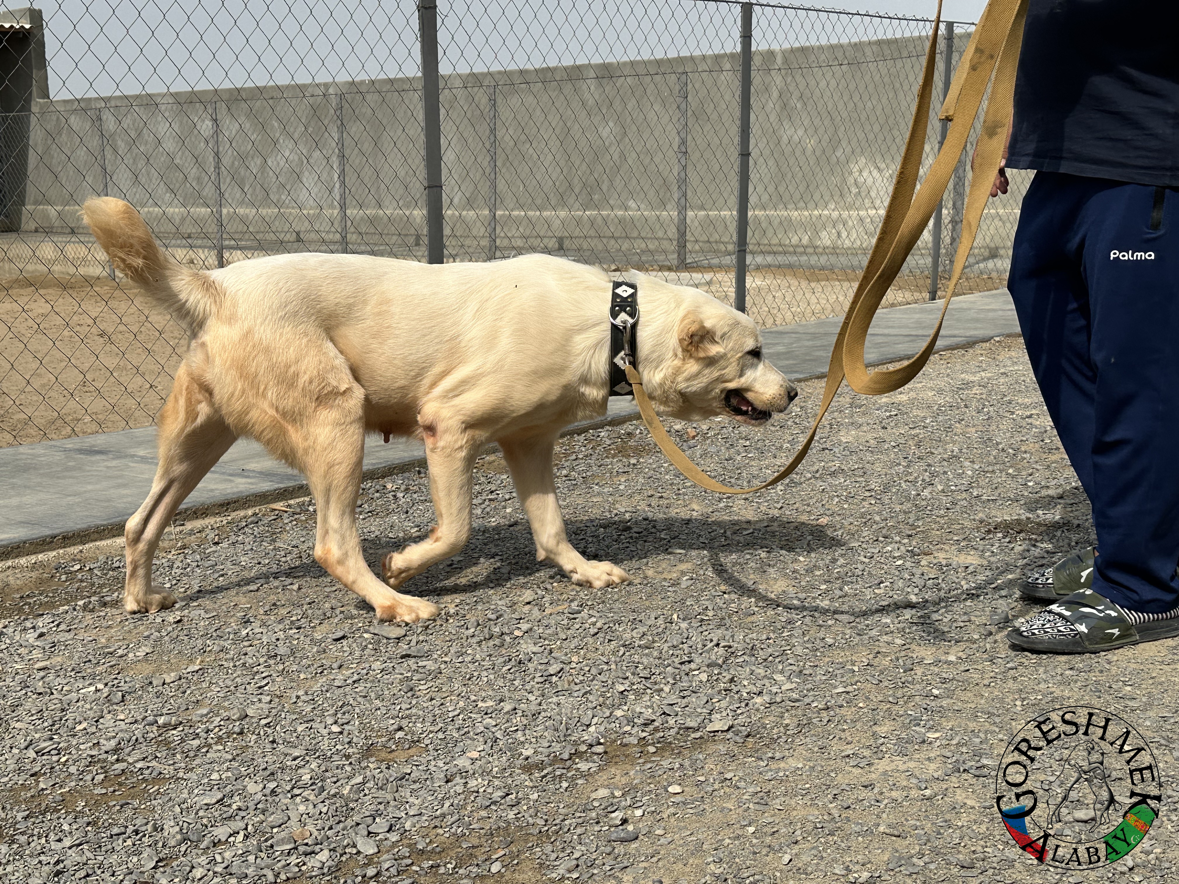 Akča 20m. Arvana x Lačn Sejinč-GݶkDepe (2).jpeg