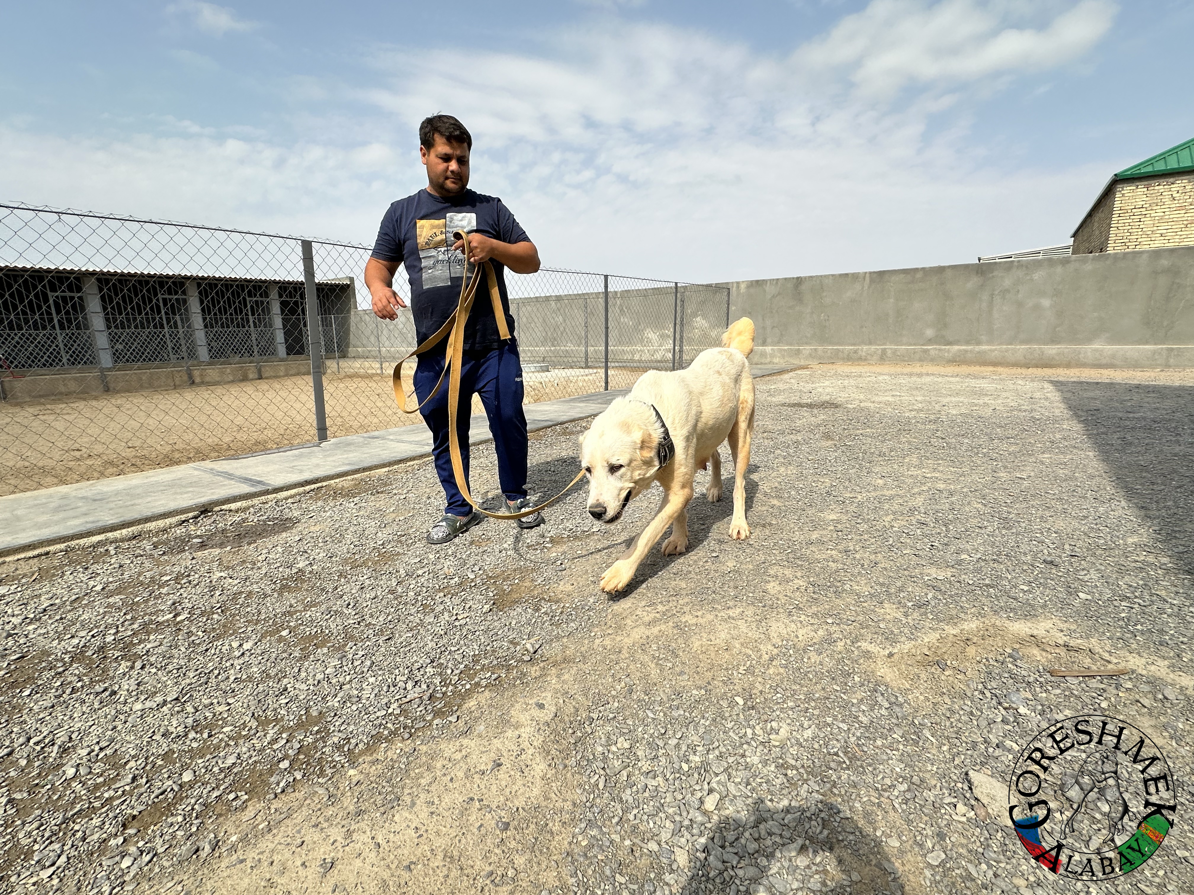 Akča 20m. Arvana x Lačn Sejinč-GݶkDepe (3).jpeg