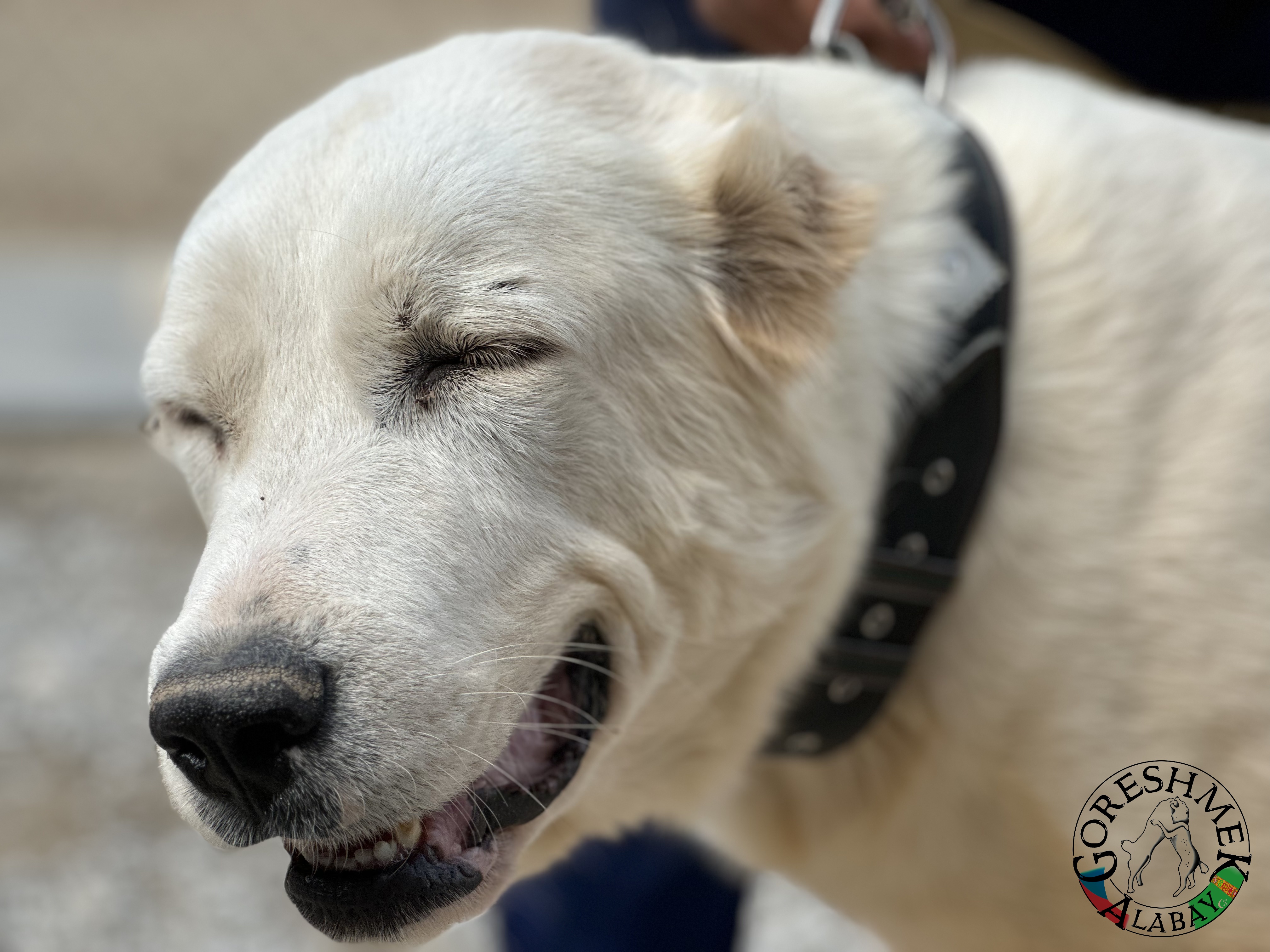 Akča 20m. Arvana x Lačn Sejinč-GݶkDepe (4).jpeg