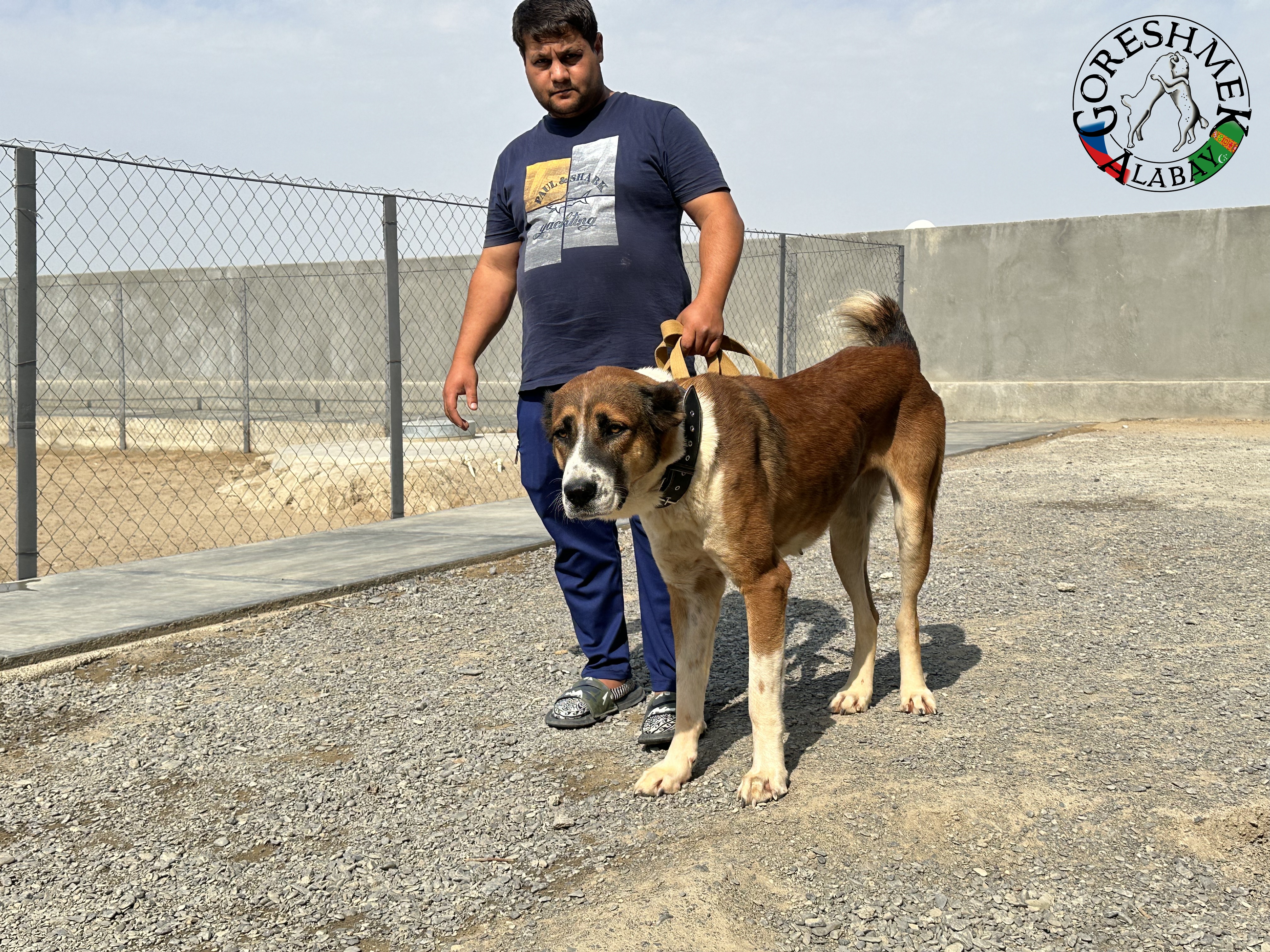 Tulpar 26m Jildyz x Kiedžek Sejinč-GݶkDepe (2).jpeg