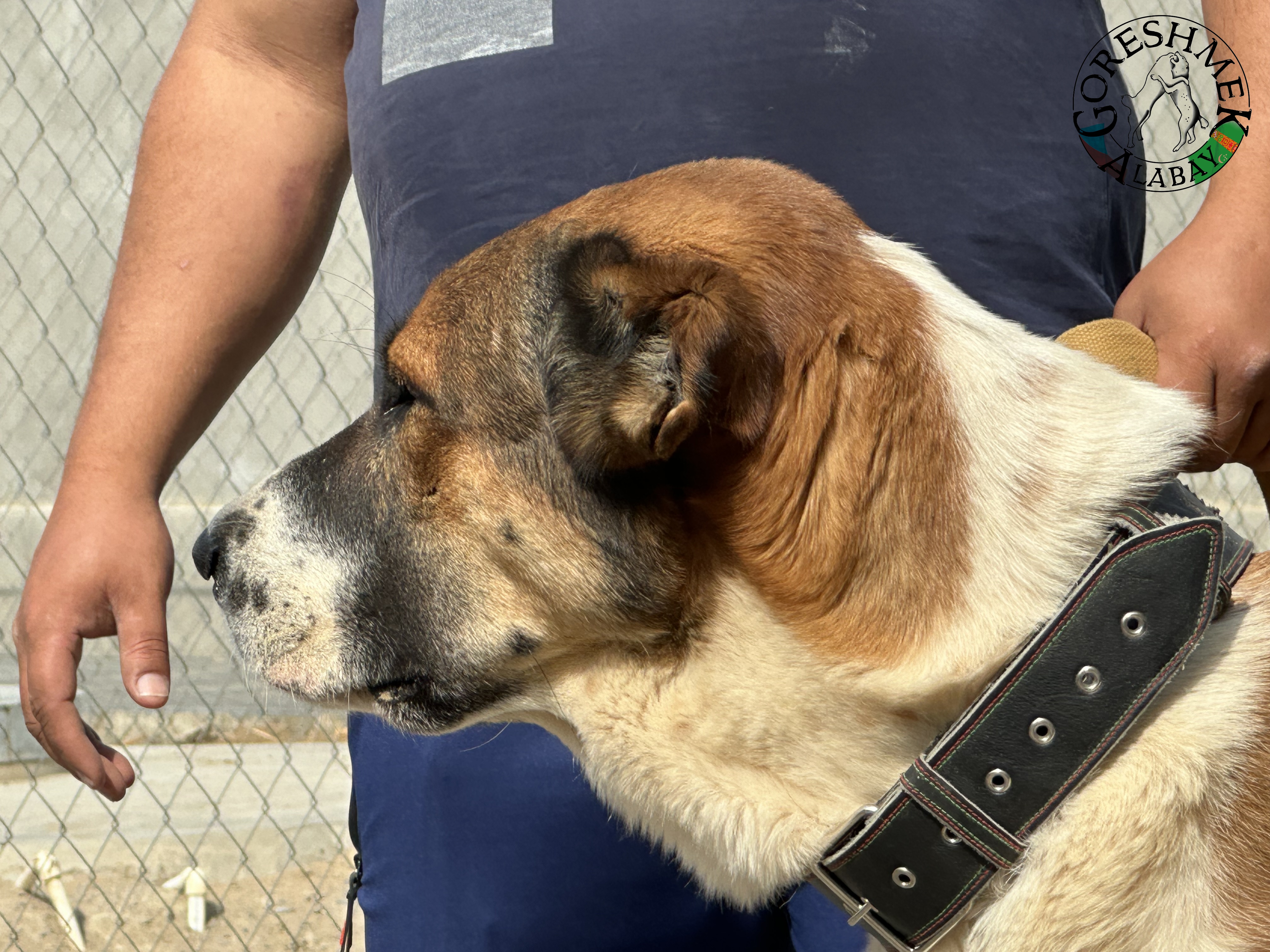 Tulpar 26m Jildyz x Kiedžek Sejinč-GݶkDepe (3).jpeg