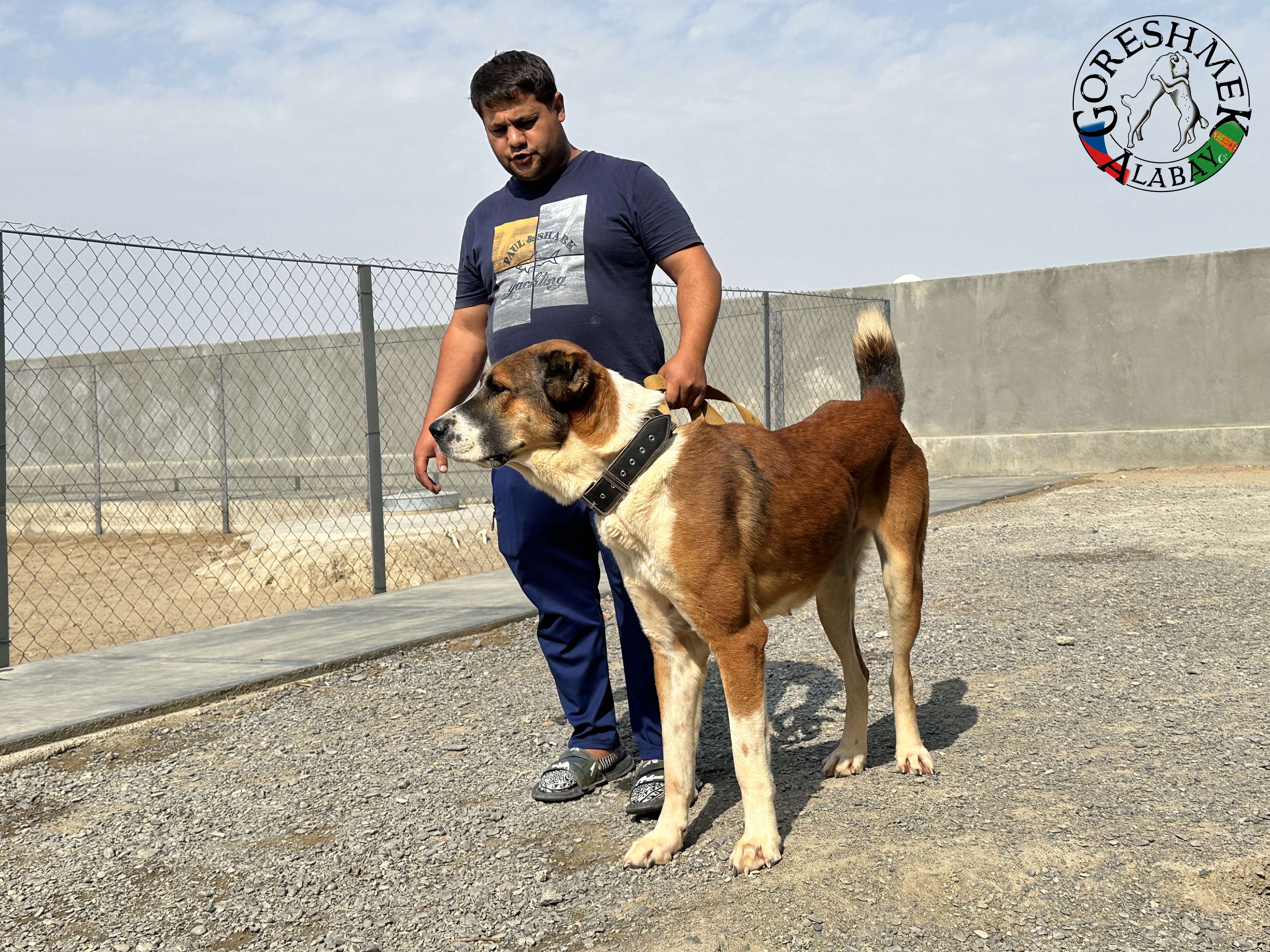 Tulpar 26m Jildyz x Kiedžek Sejinč-GݶkDepe (4).jpeg