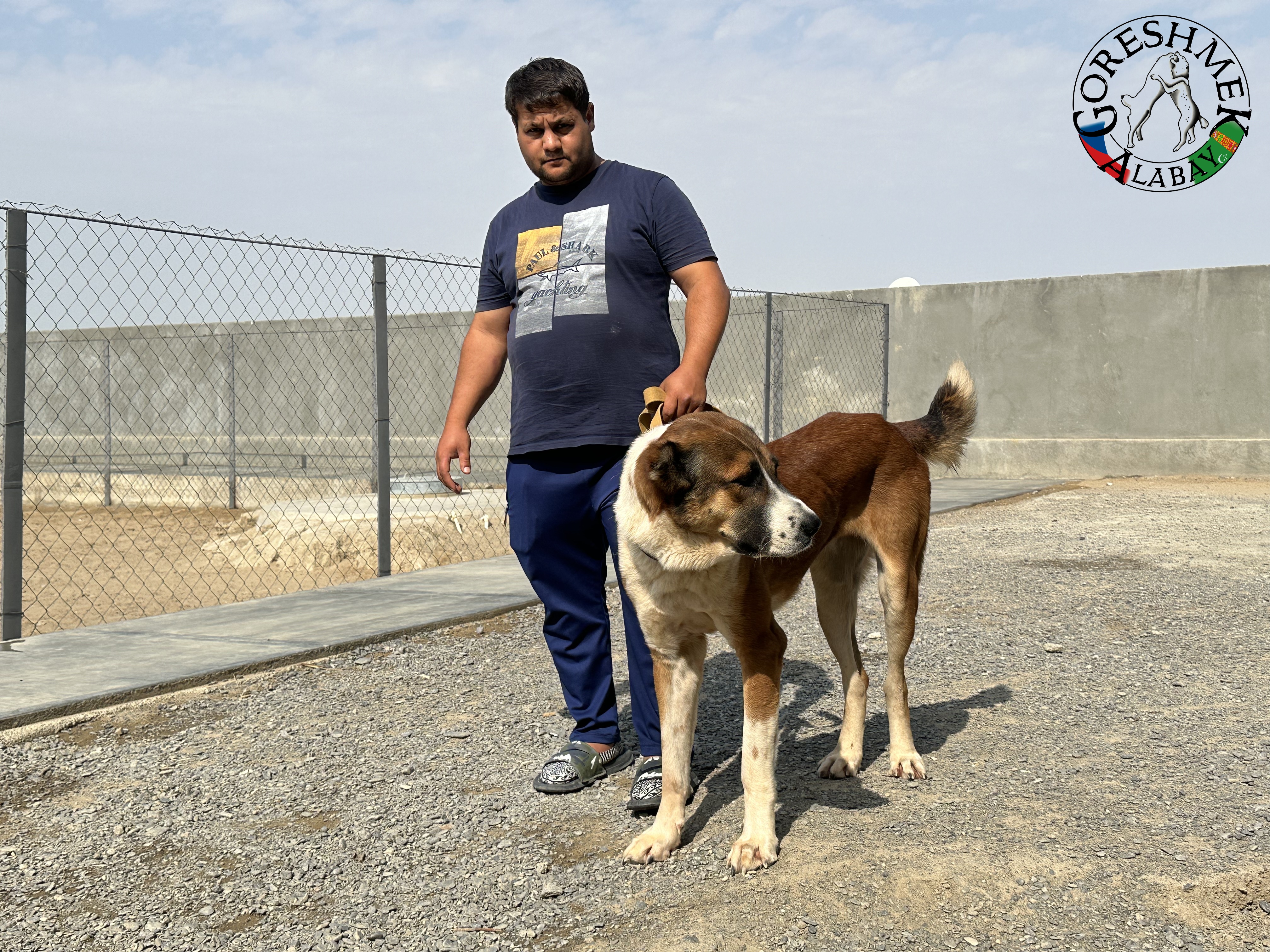 Tulpar 26m Jildyz x Kiedžek Sejinč-GݶkDepe.jpeg