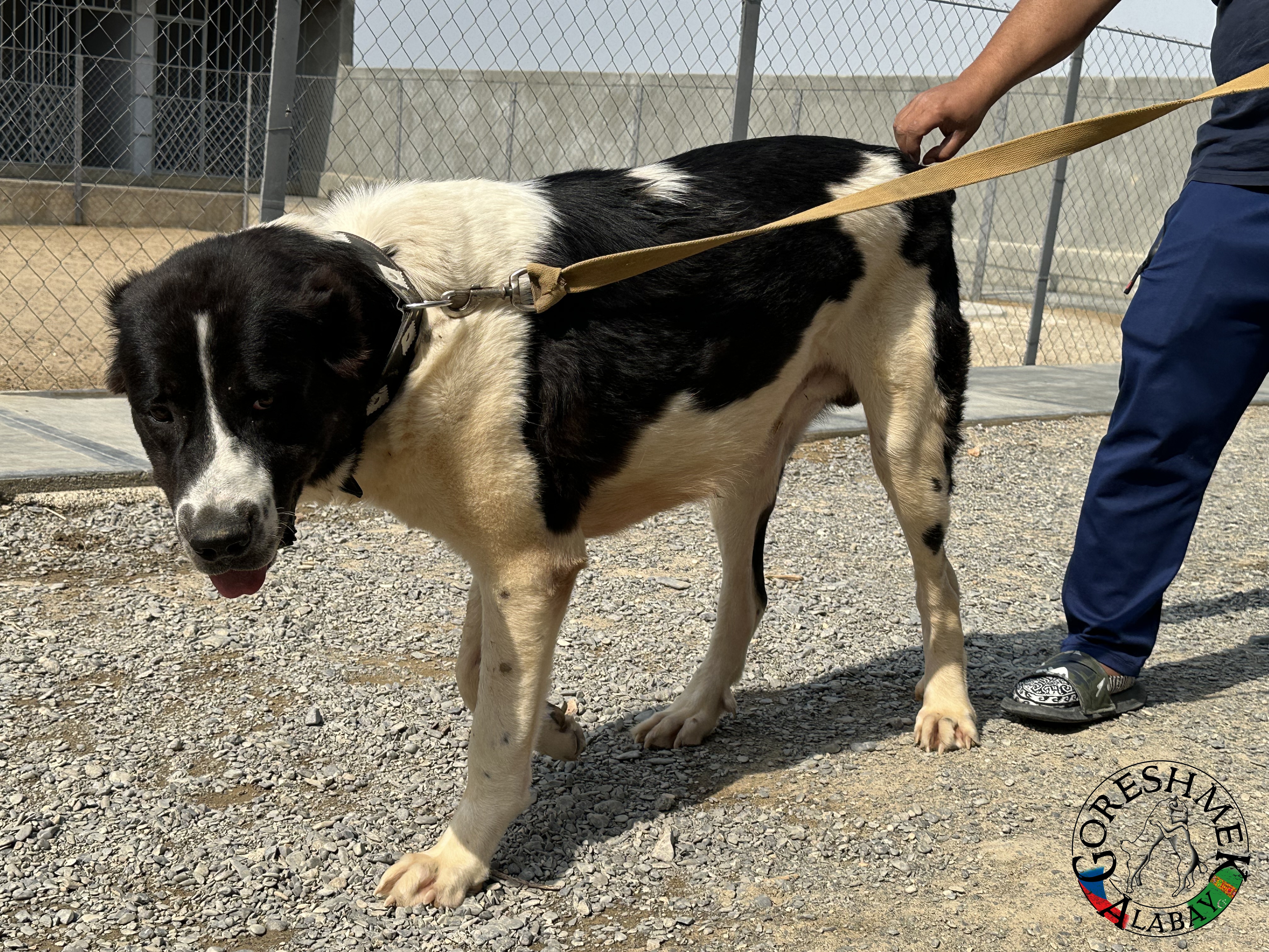 Sovgat 9m. Aždar x Nokot Sejinč-GݶkDepe (3).jpeg