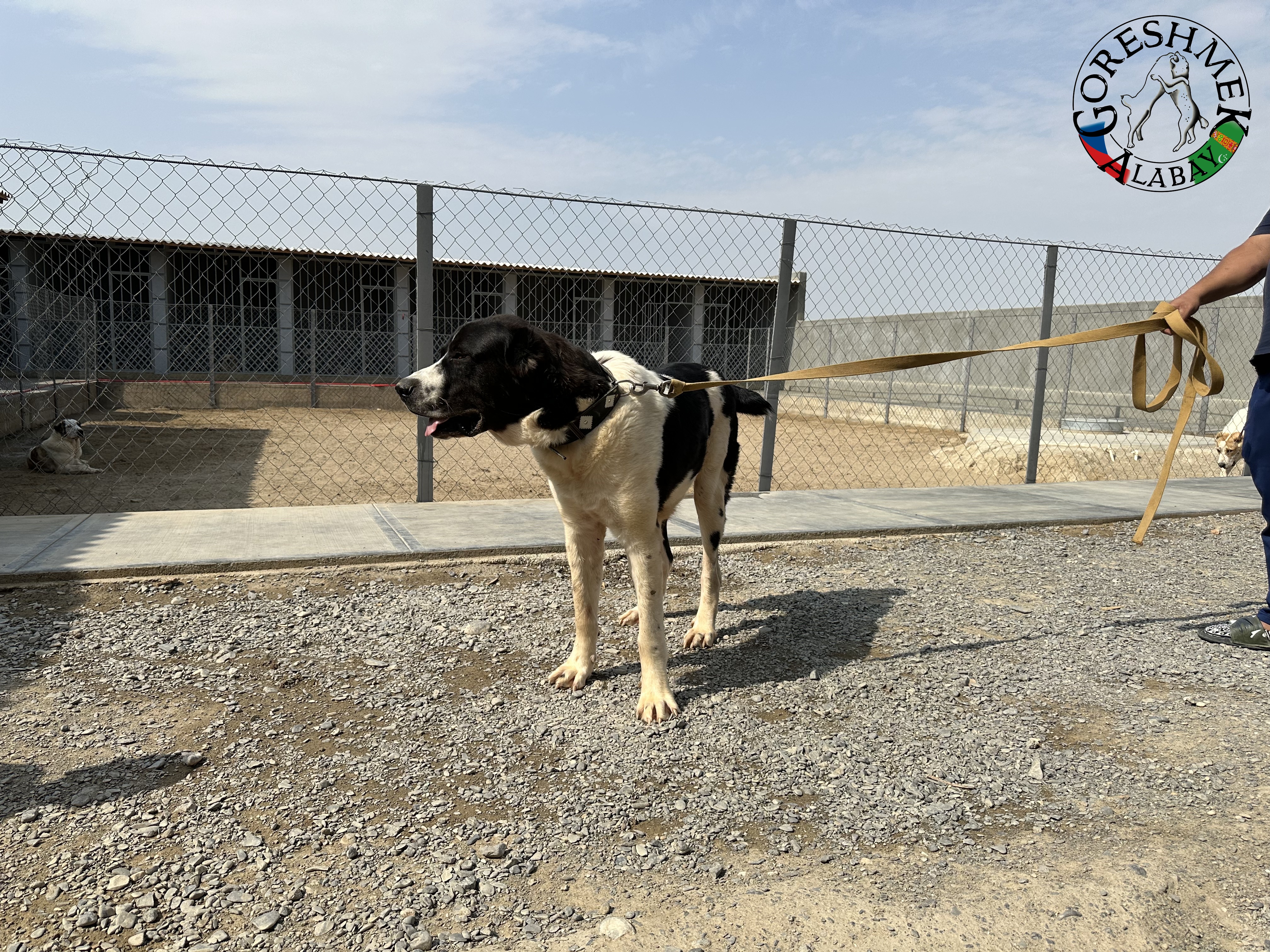 Sovgat 9m. Aždar x Nokot Sejinč-GݶkDepe.jpeg